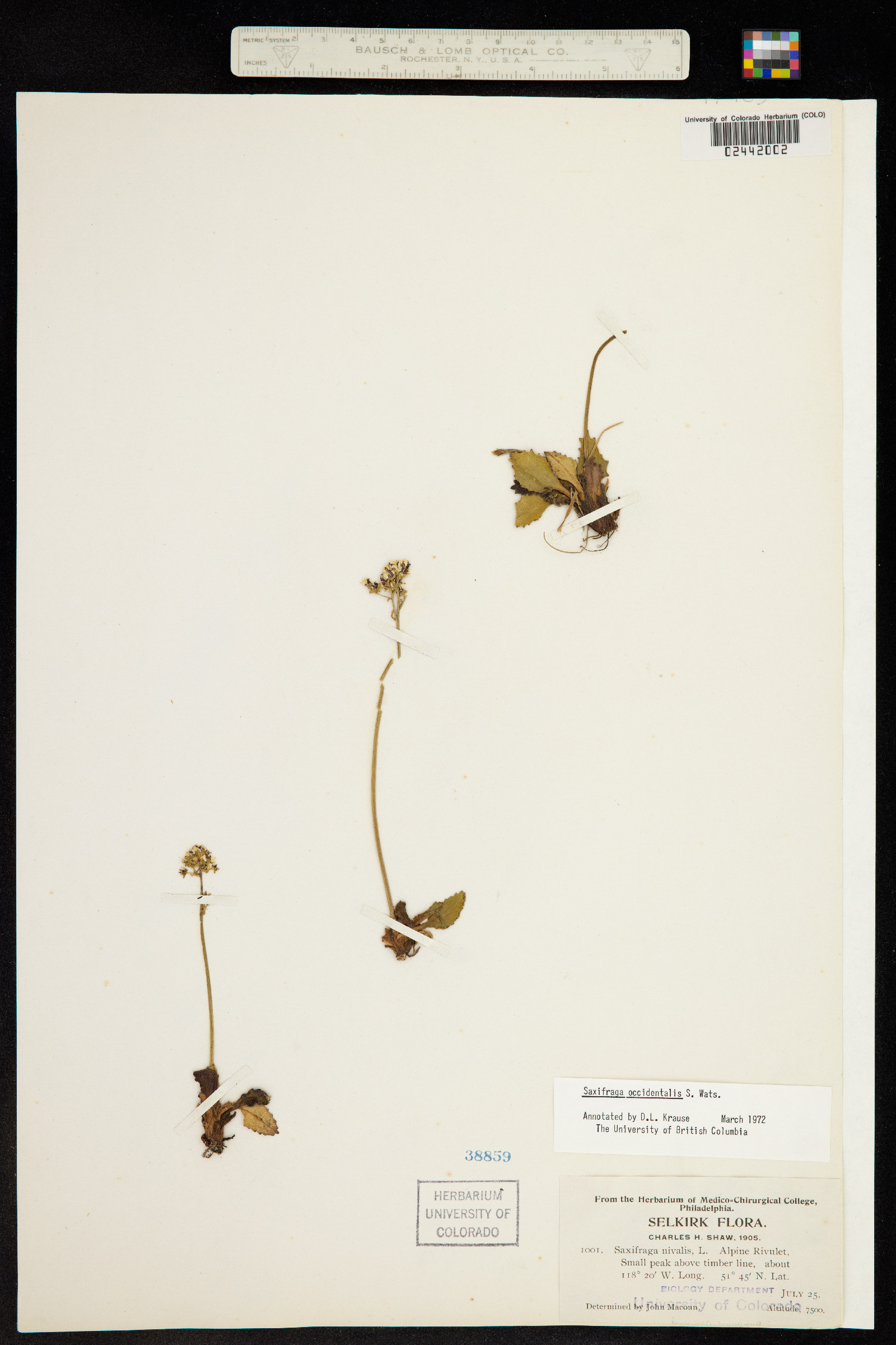 Micranthes occidentalis image