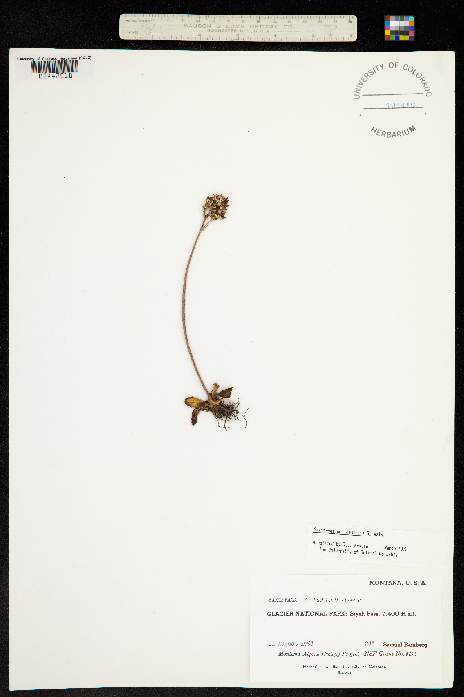 Micranthes occidentalis image