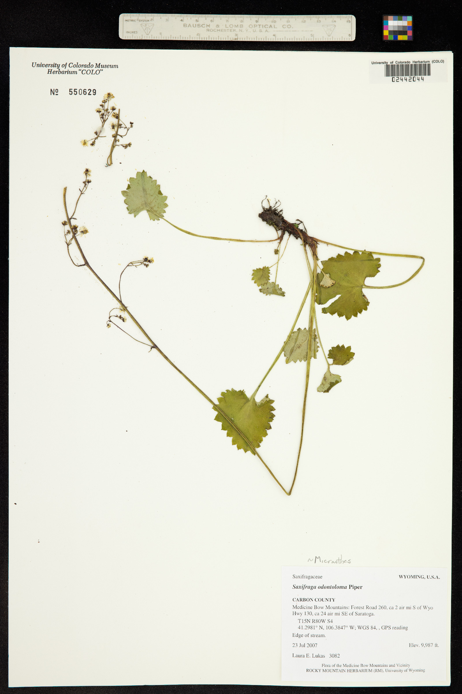 Micranthes odontoloma image