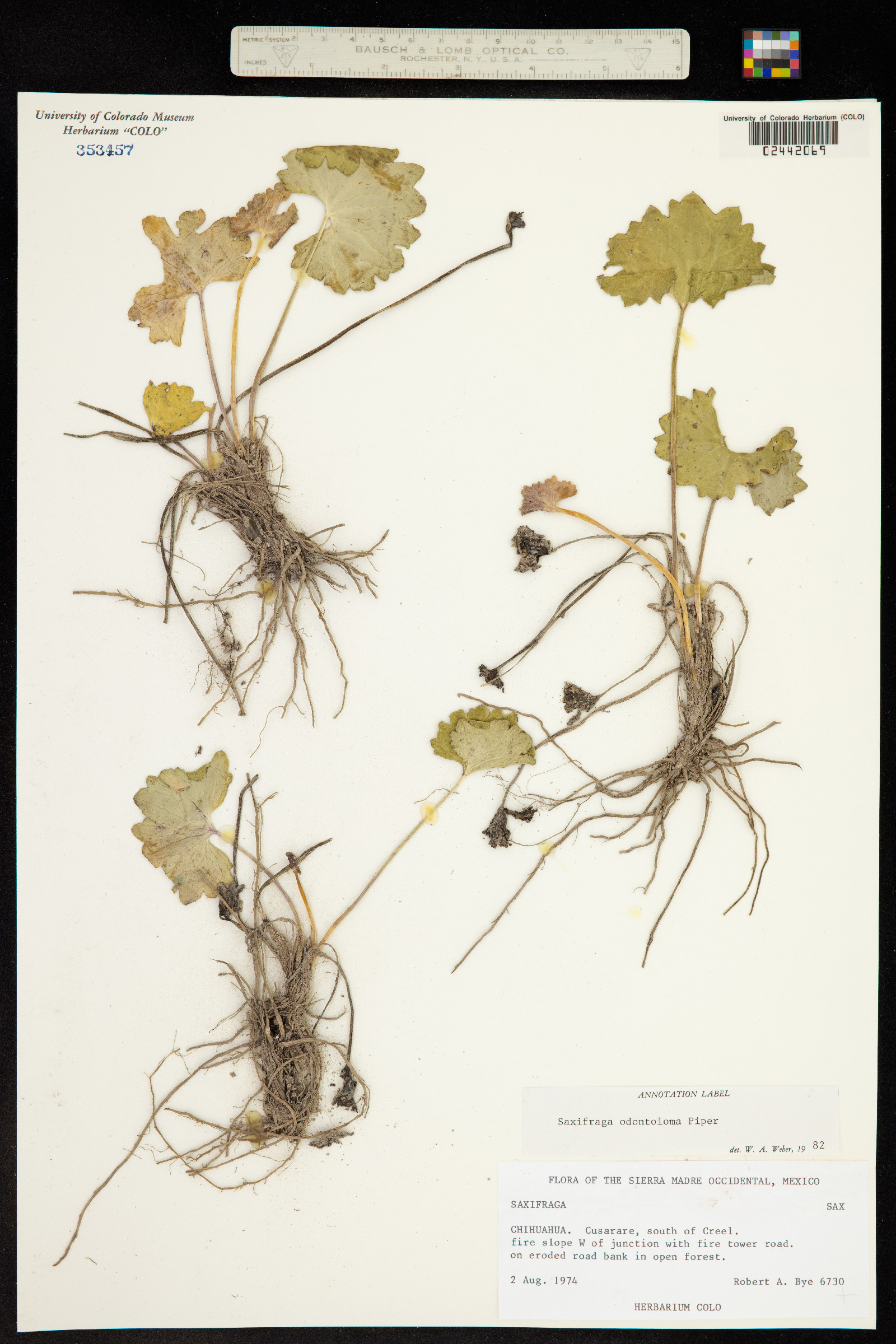 Micranthes odontoloma image