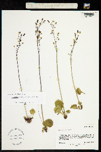 Micranthes odontoloma image