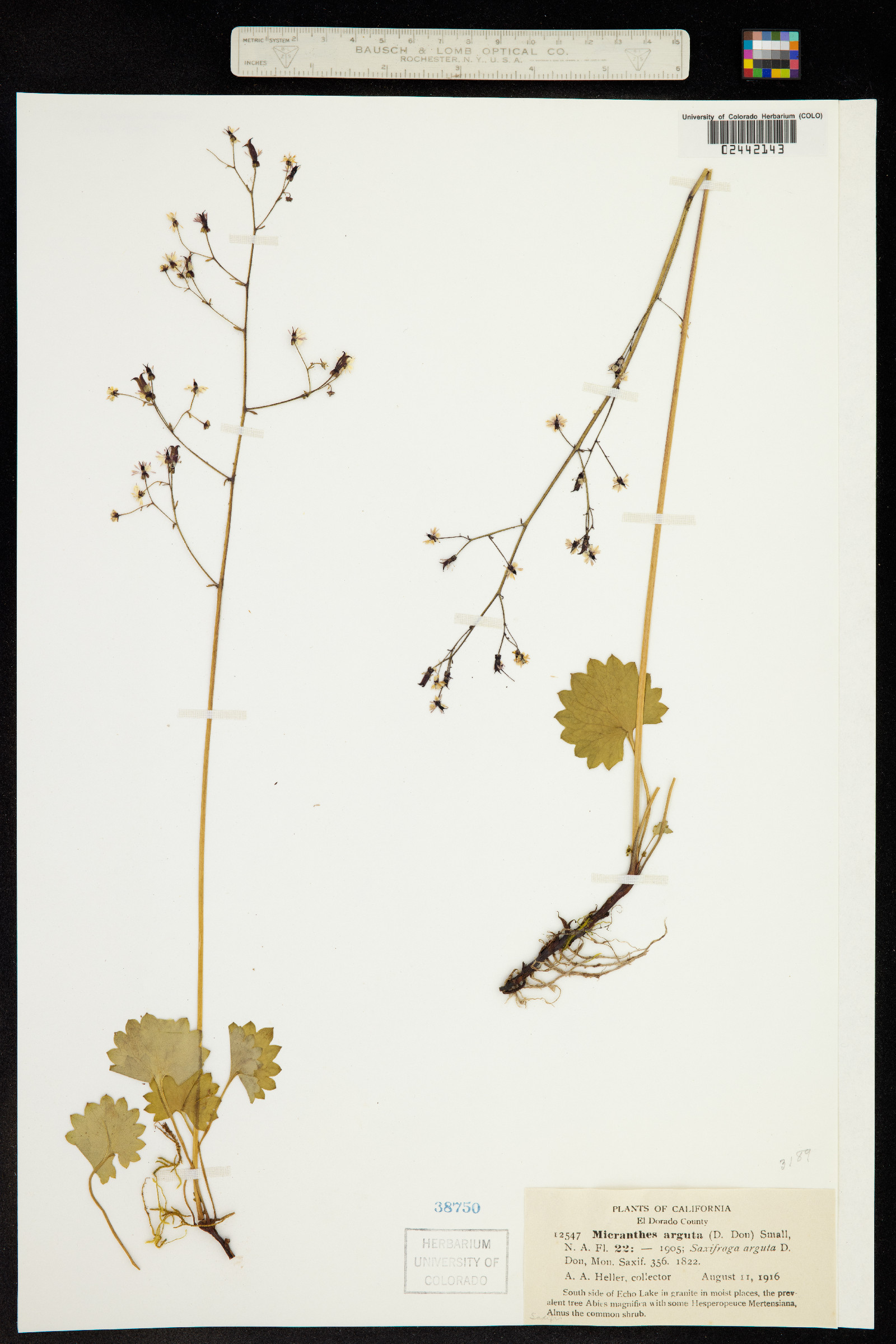 Micranthes odontoloma image