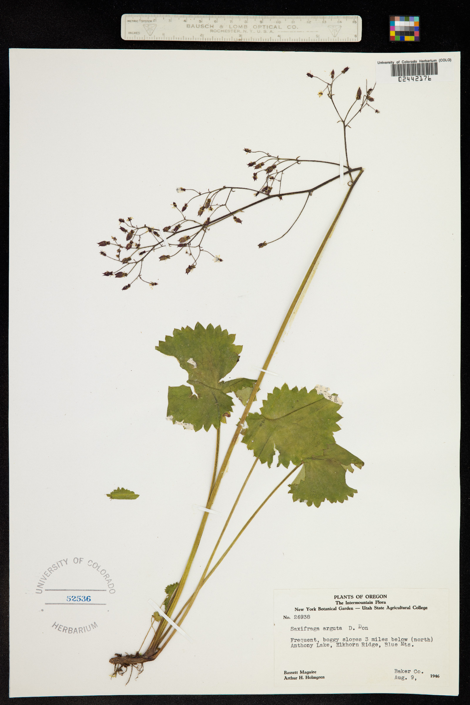 Micranthes odontoloma image