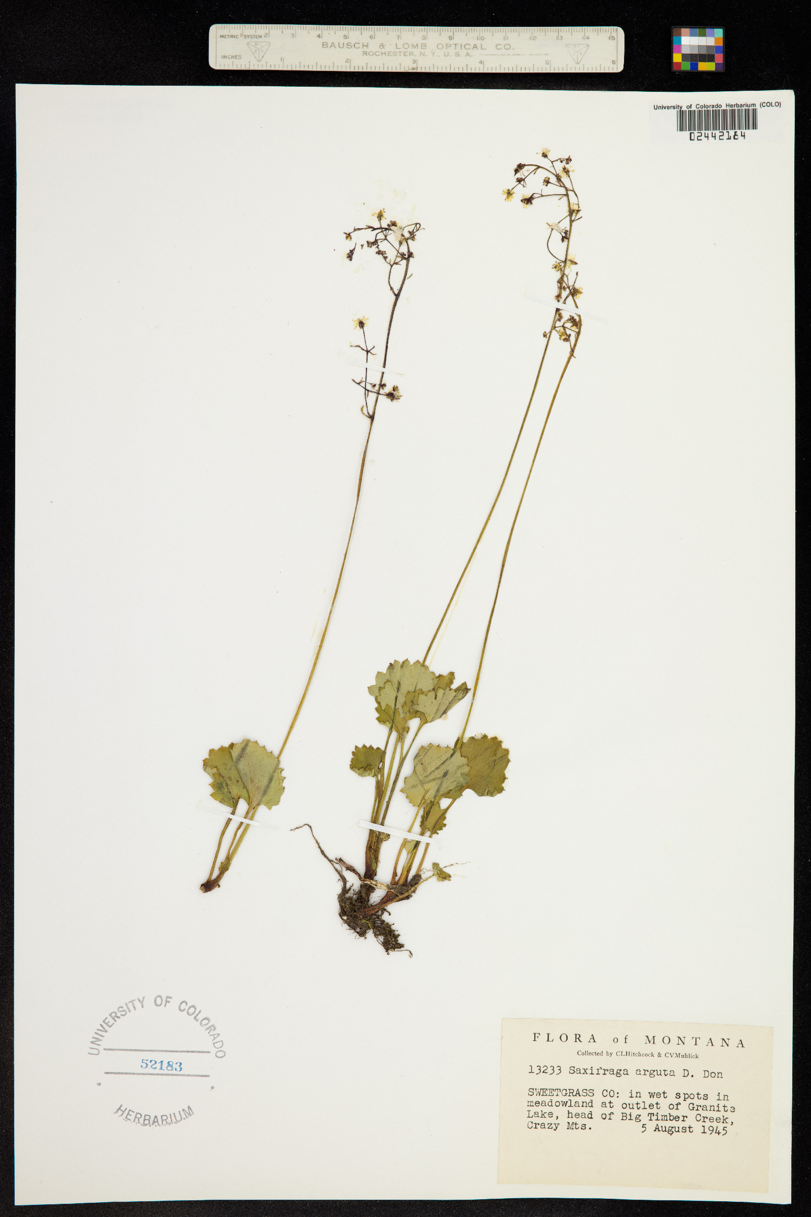 Micranthes odontoloma image