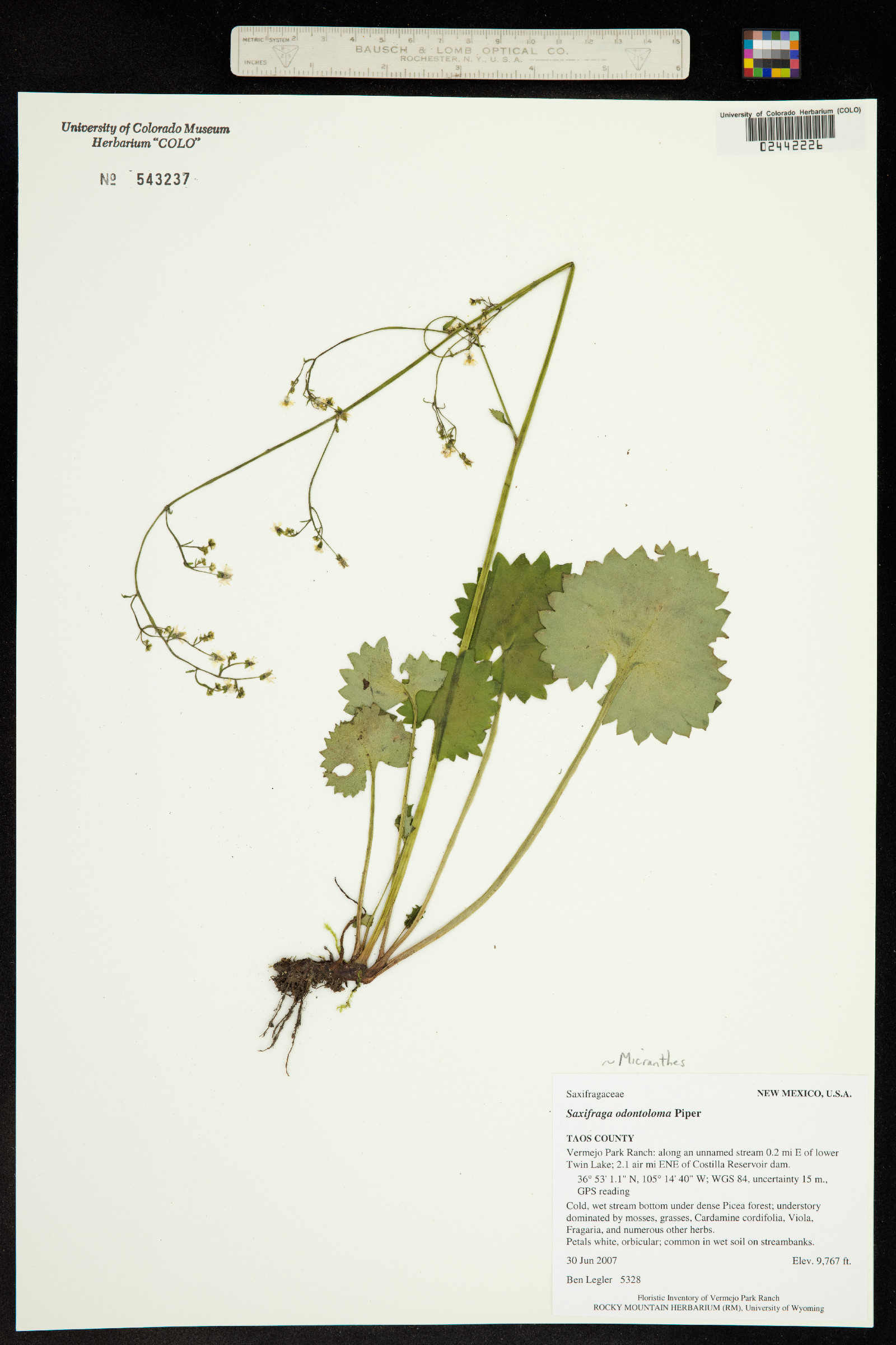Micranthes odontoloma image