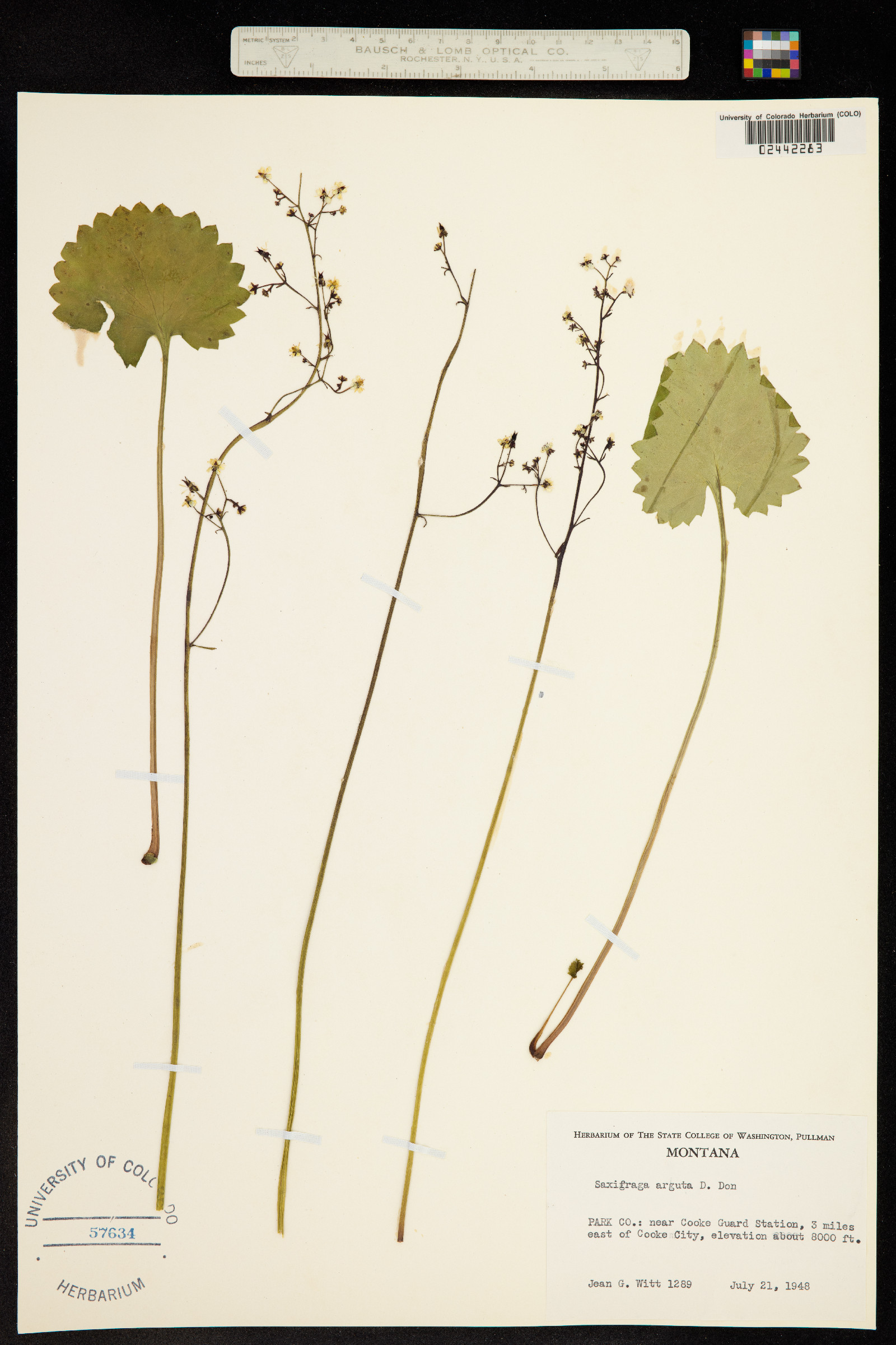 Micranthes odontoloma image