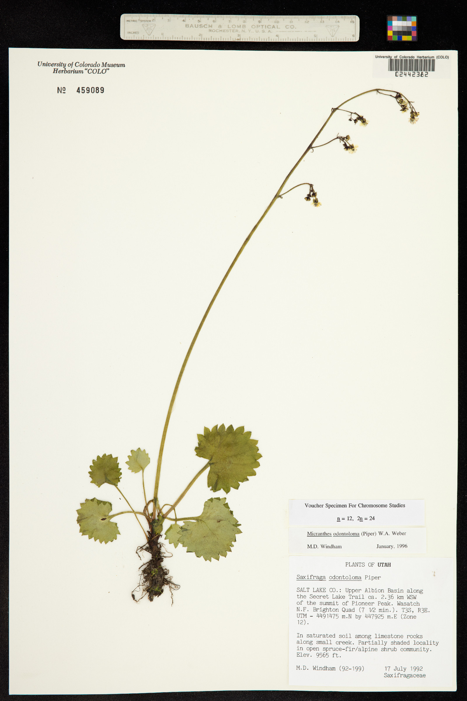 Micranthes odontoloma image