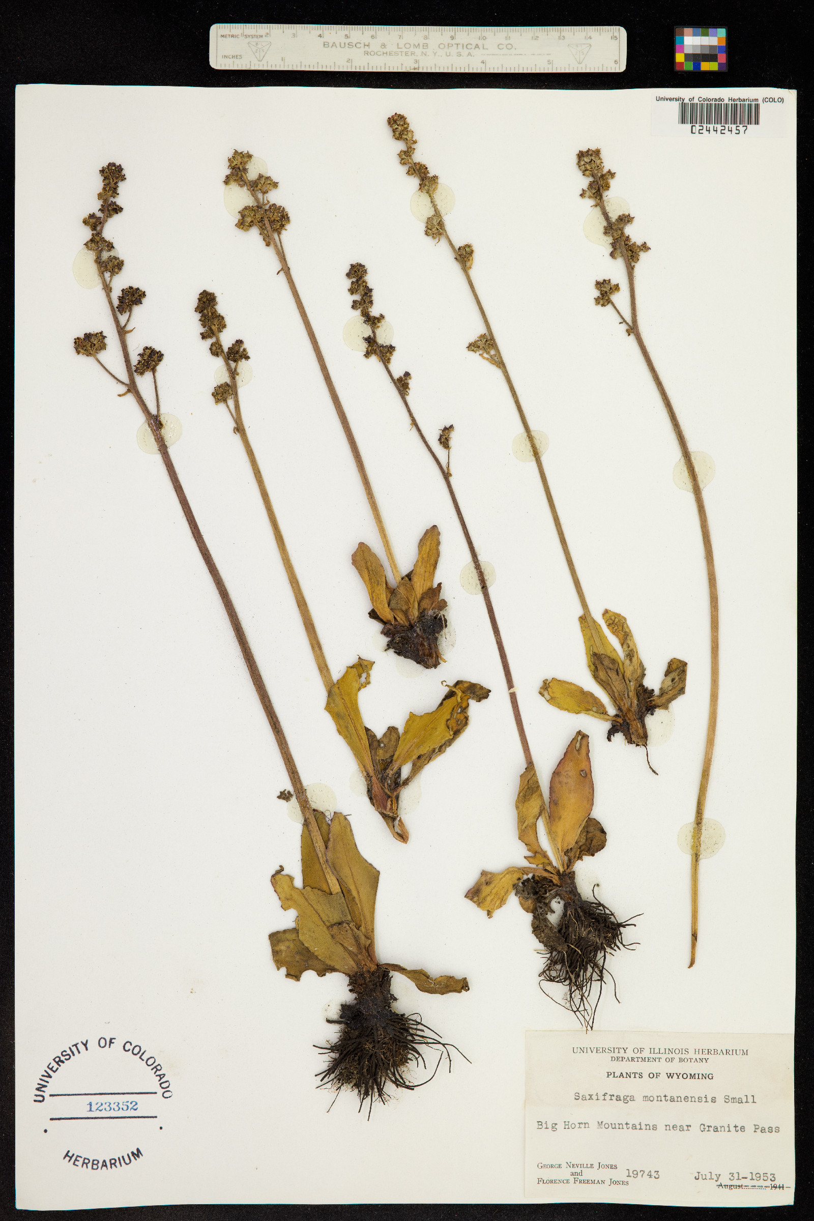 Micranthes oregana image