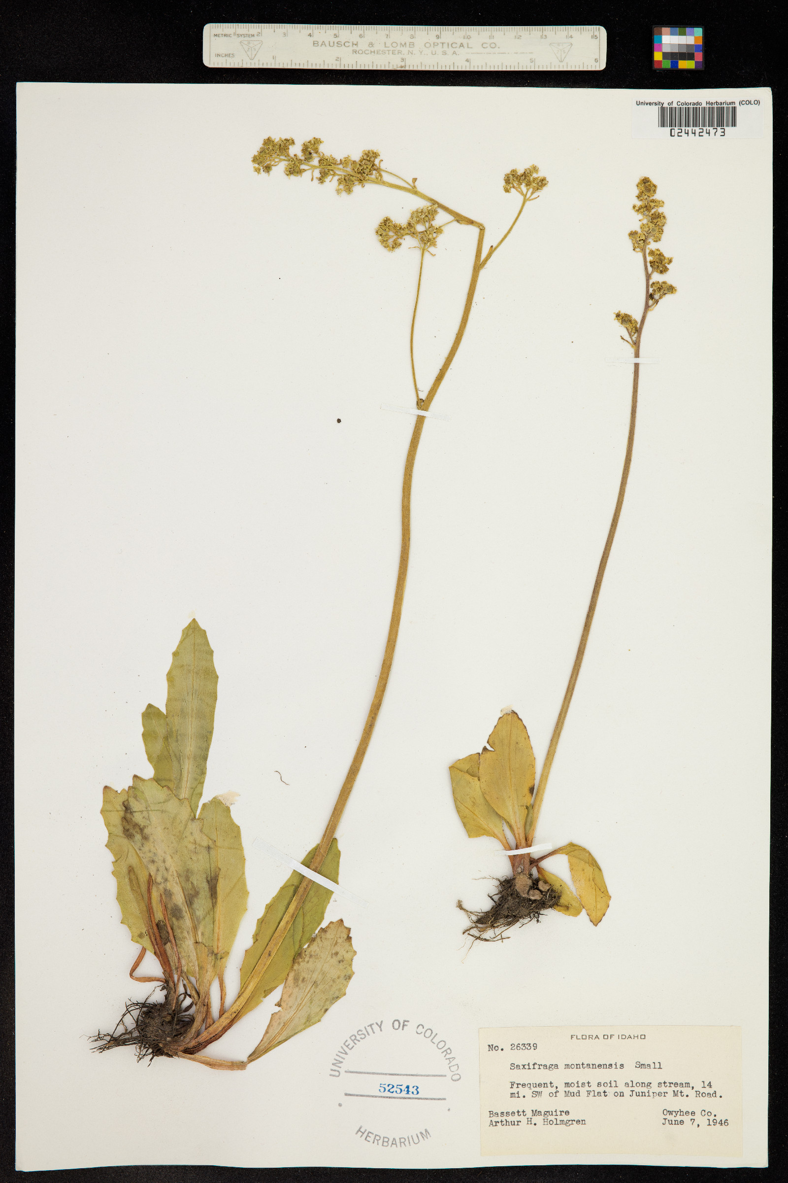 Micranthes oregana image