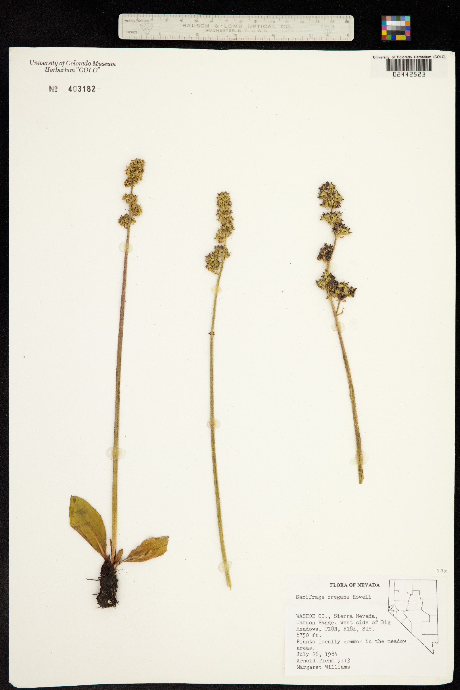 Micranthes oregana image