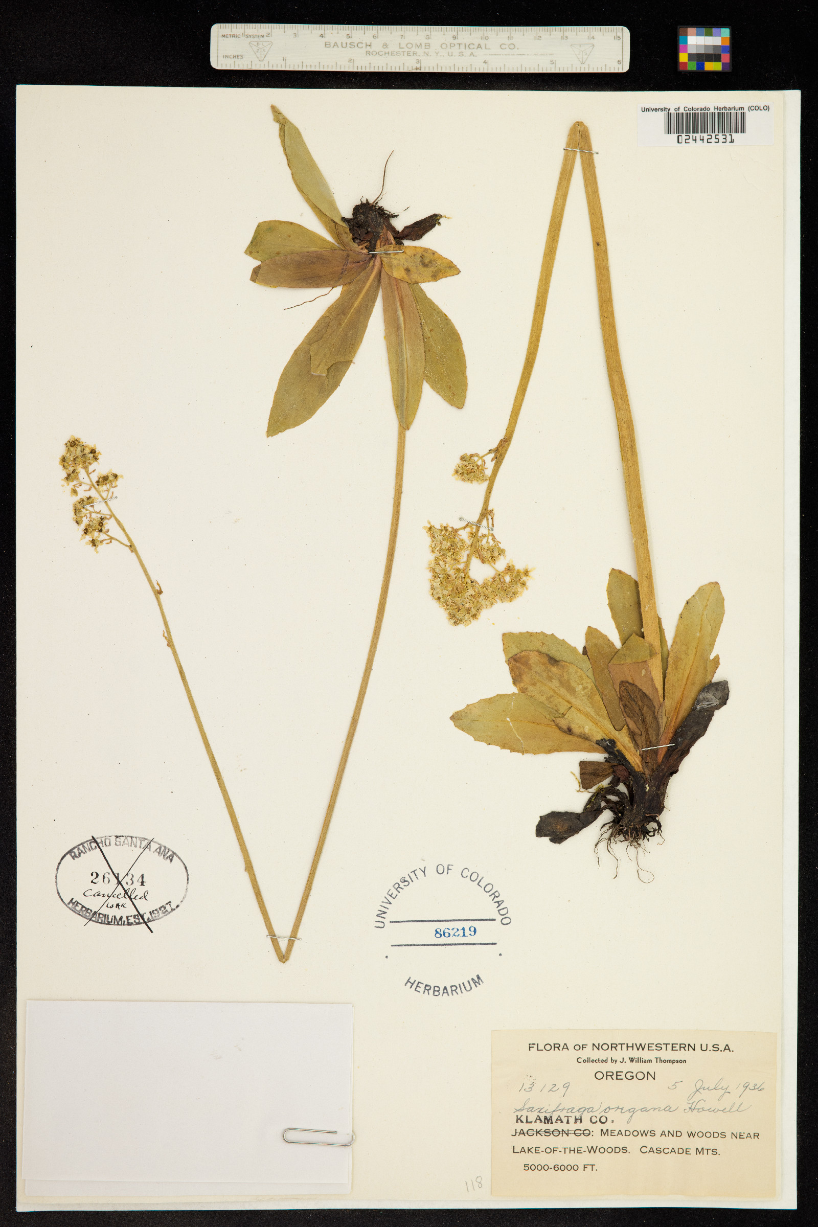 Micranthes oregana image