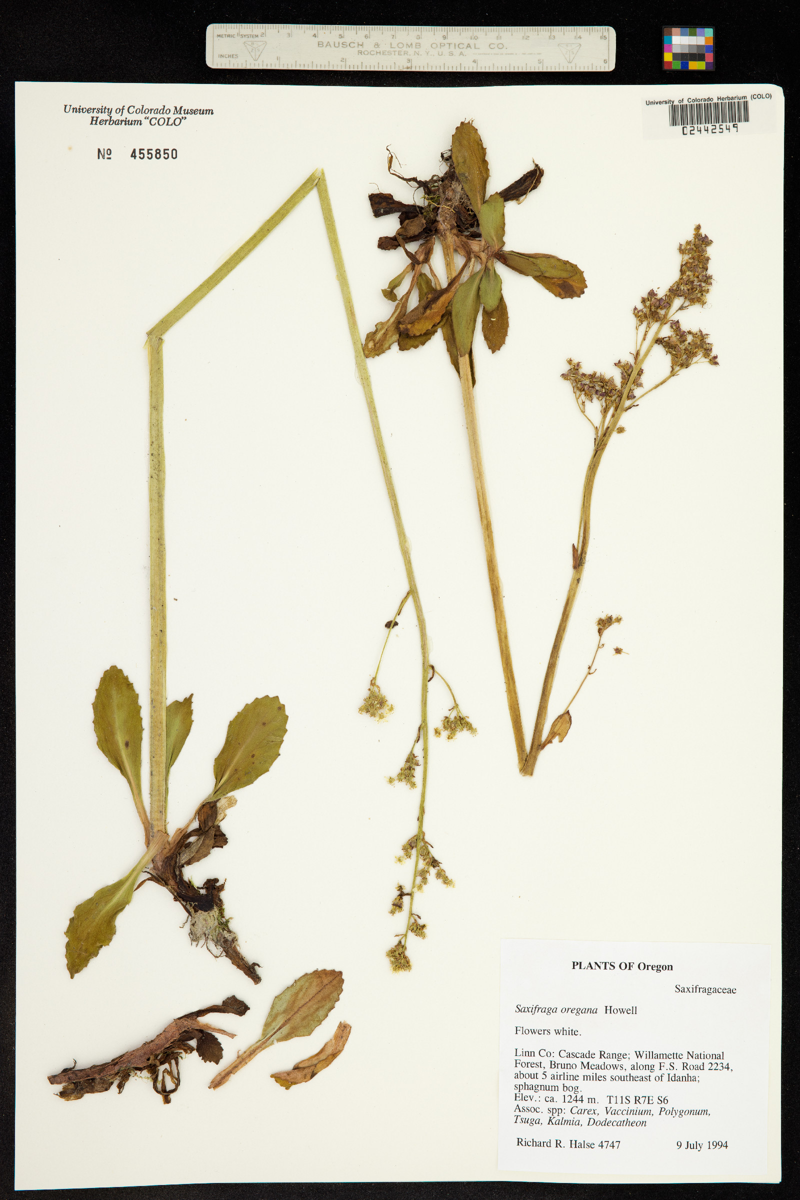 Micranthes oregana image