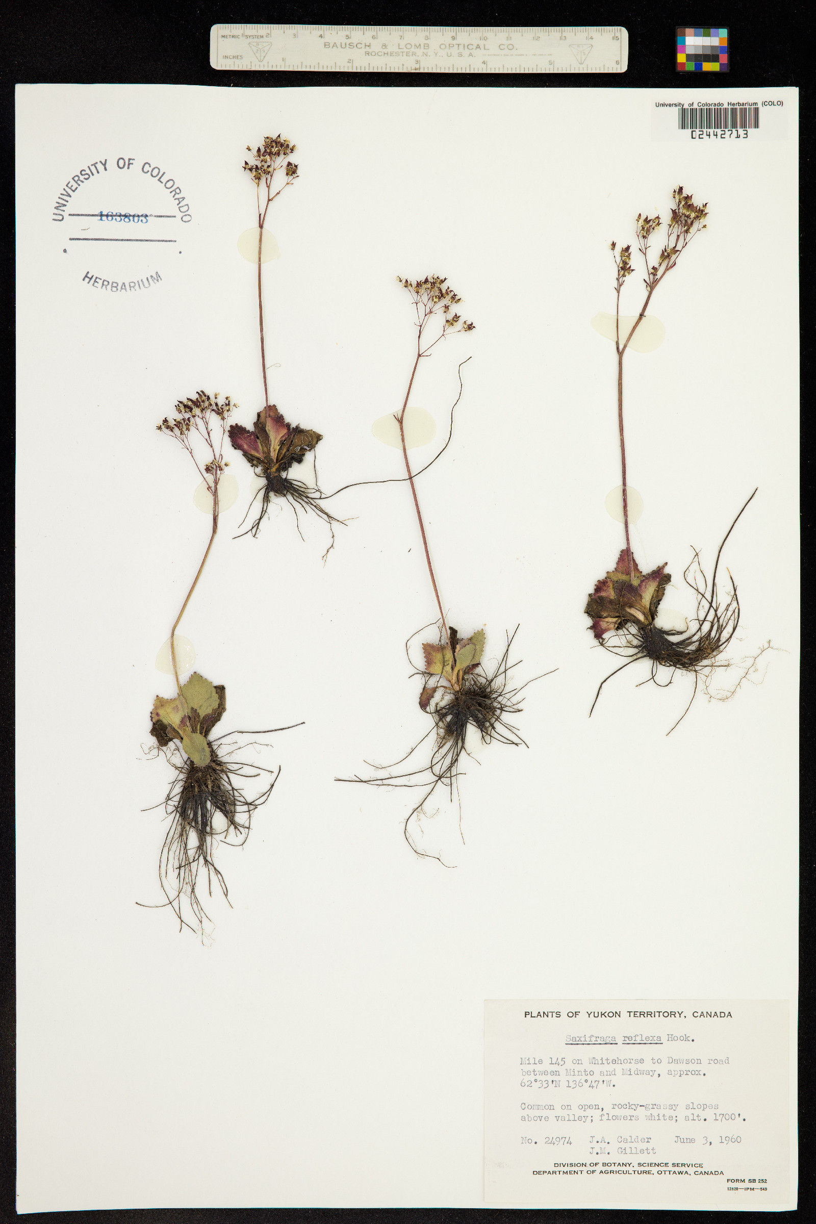 Micranthes reflexa image