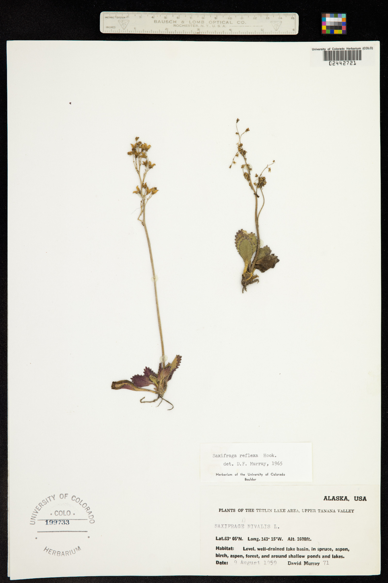 Micranthes reflexa image