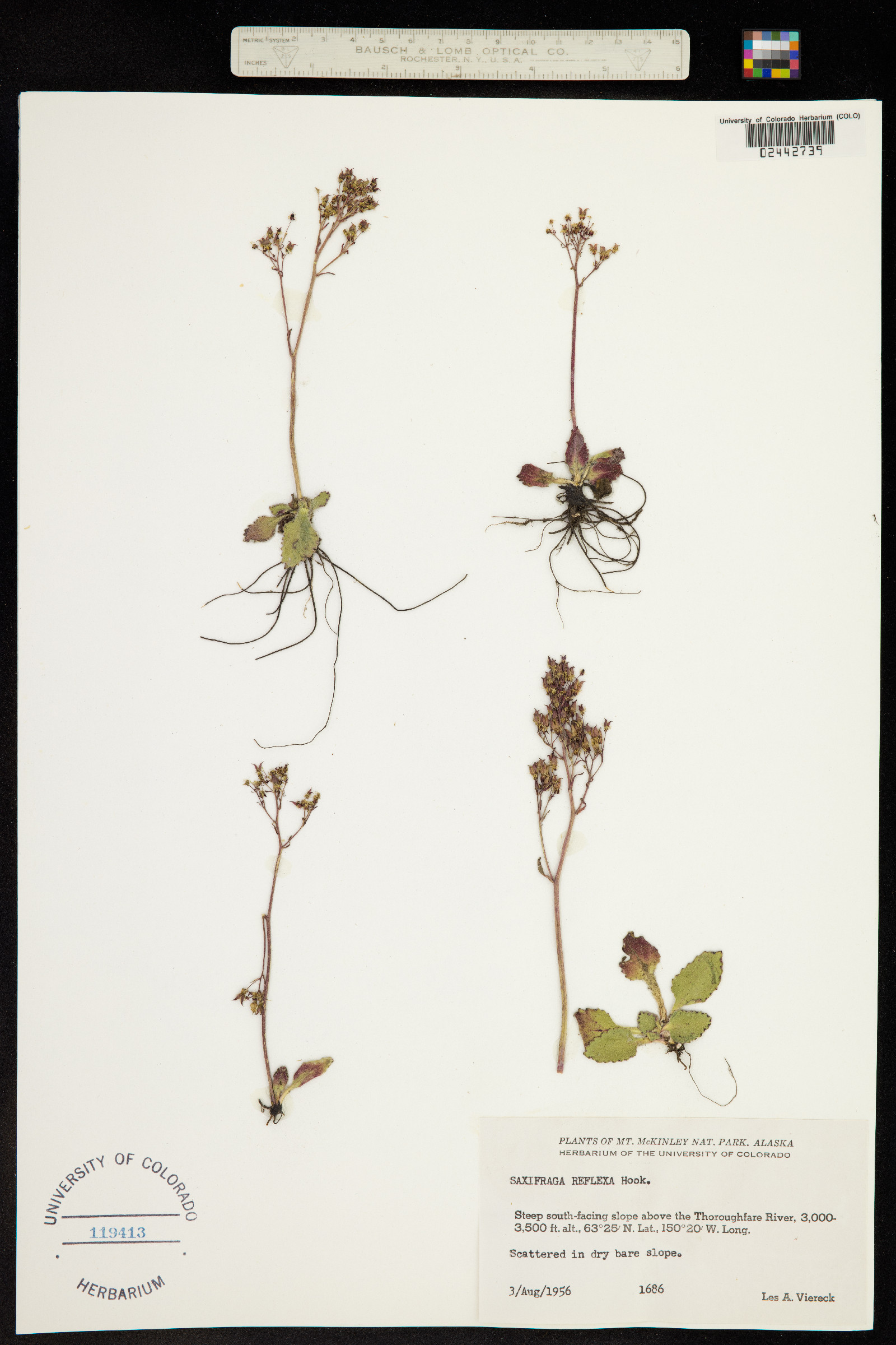 Micranthes reflexa image