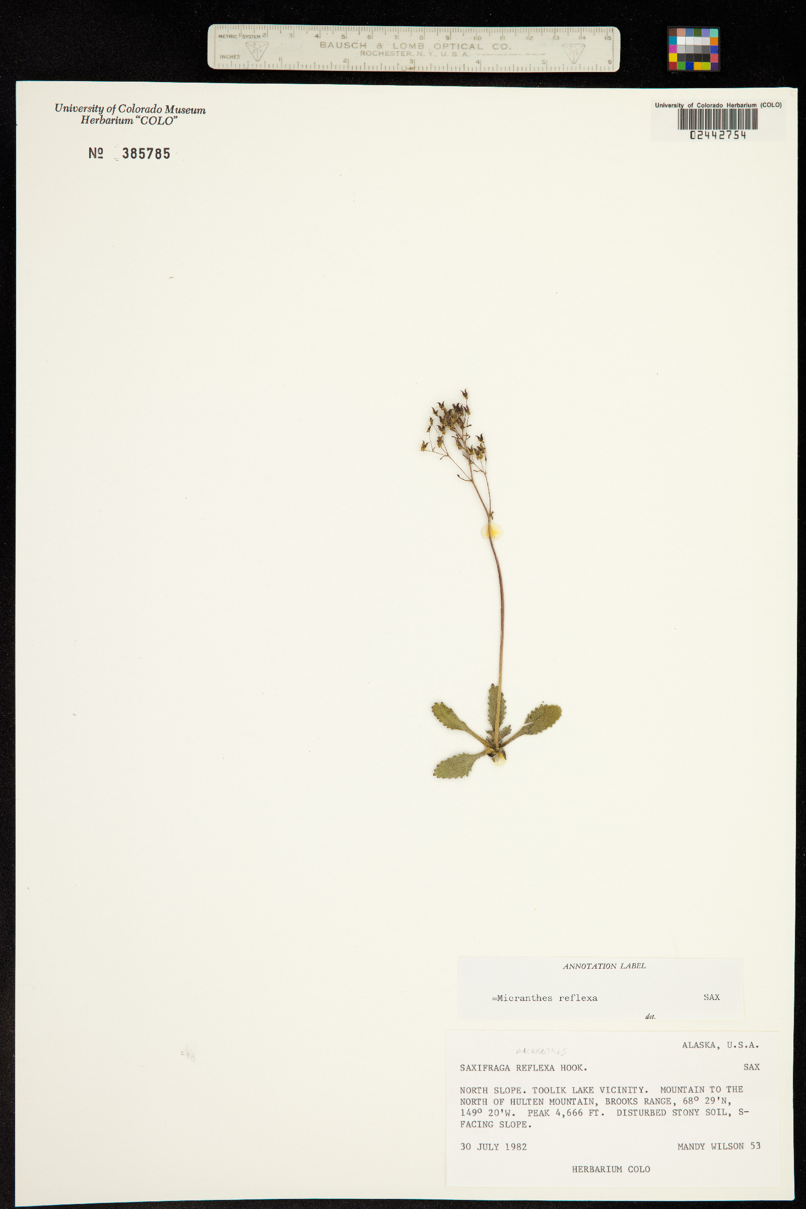 Micranthes reflexa image