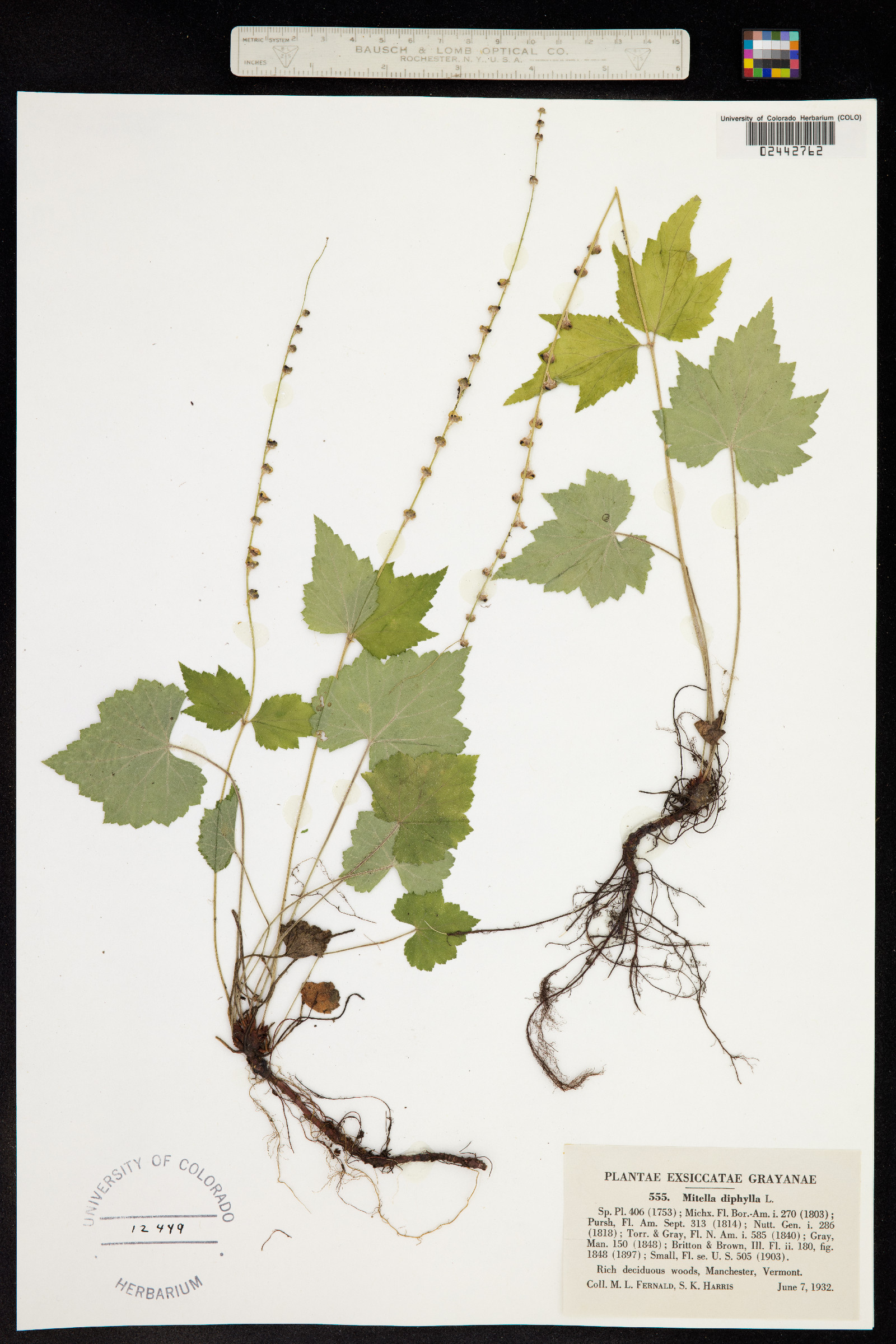 Mitella diphylla image