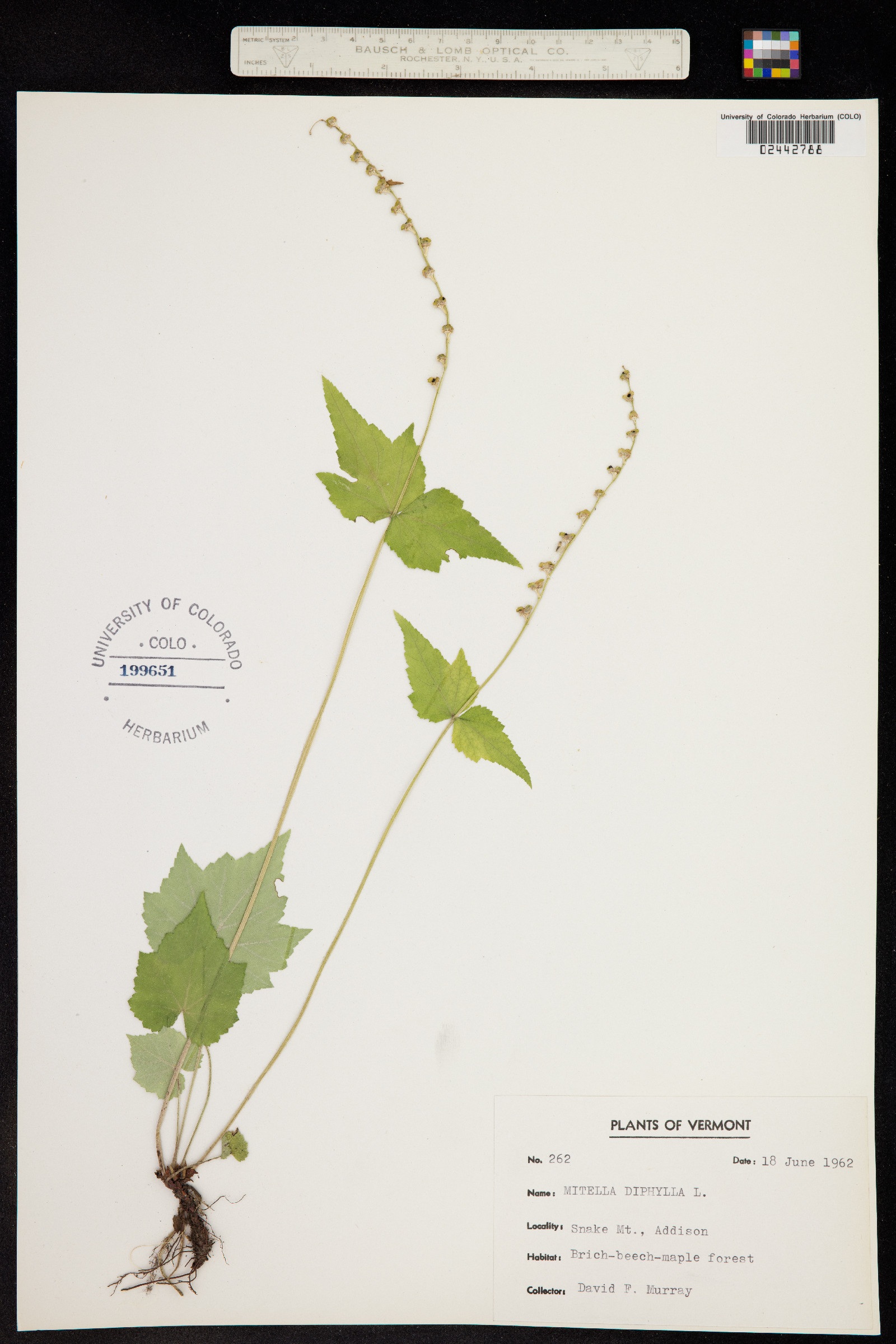 Mitella diphylla image