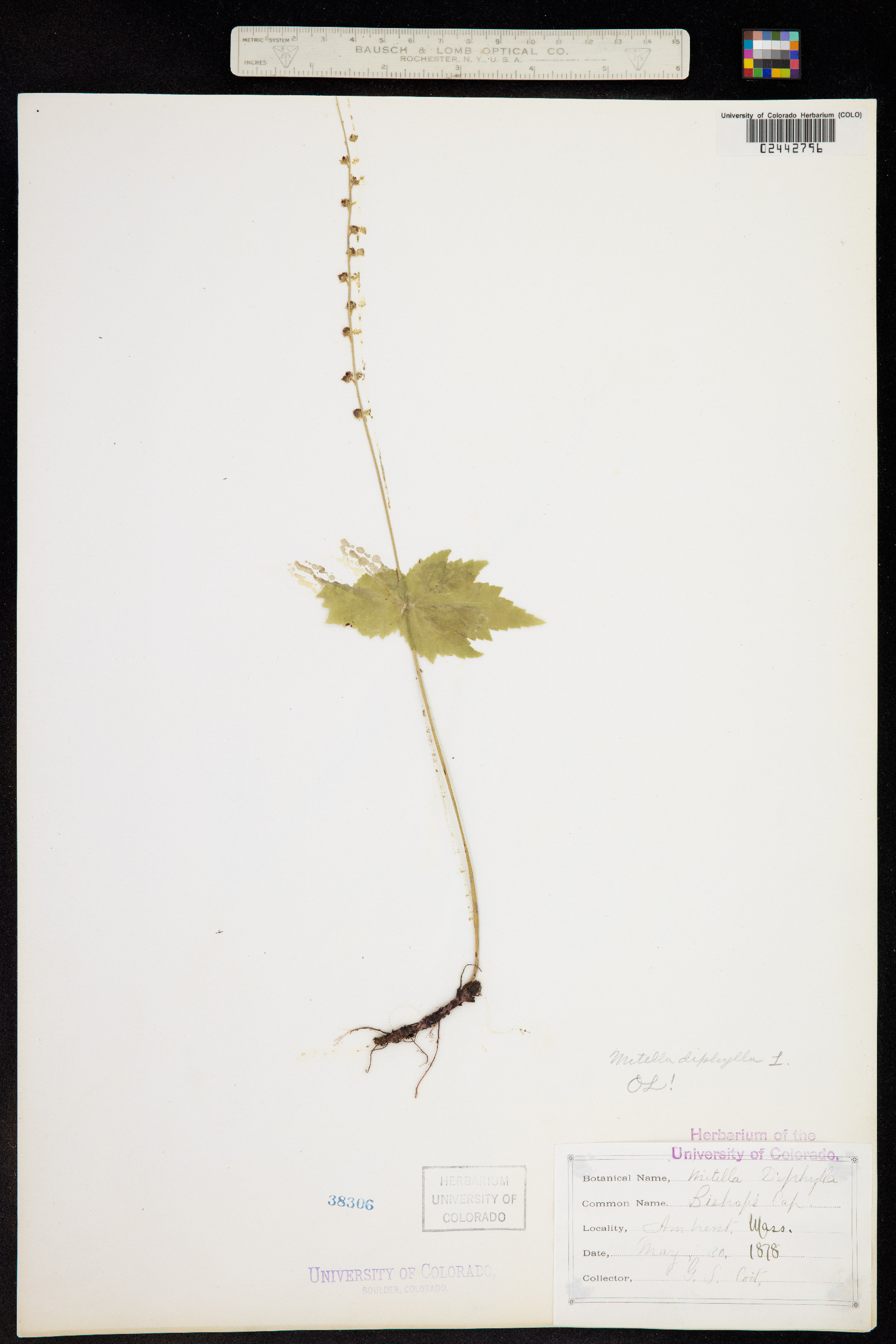 Mitella diphylla image