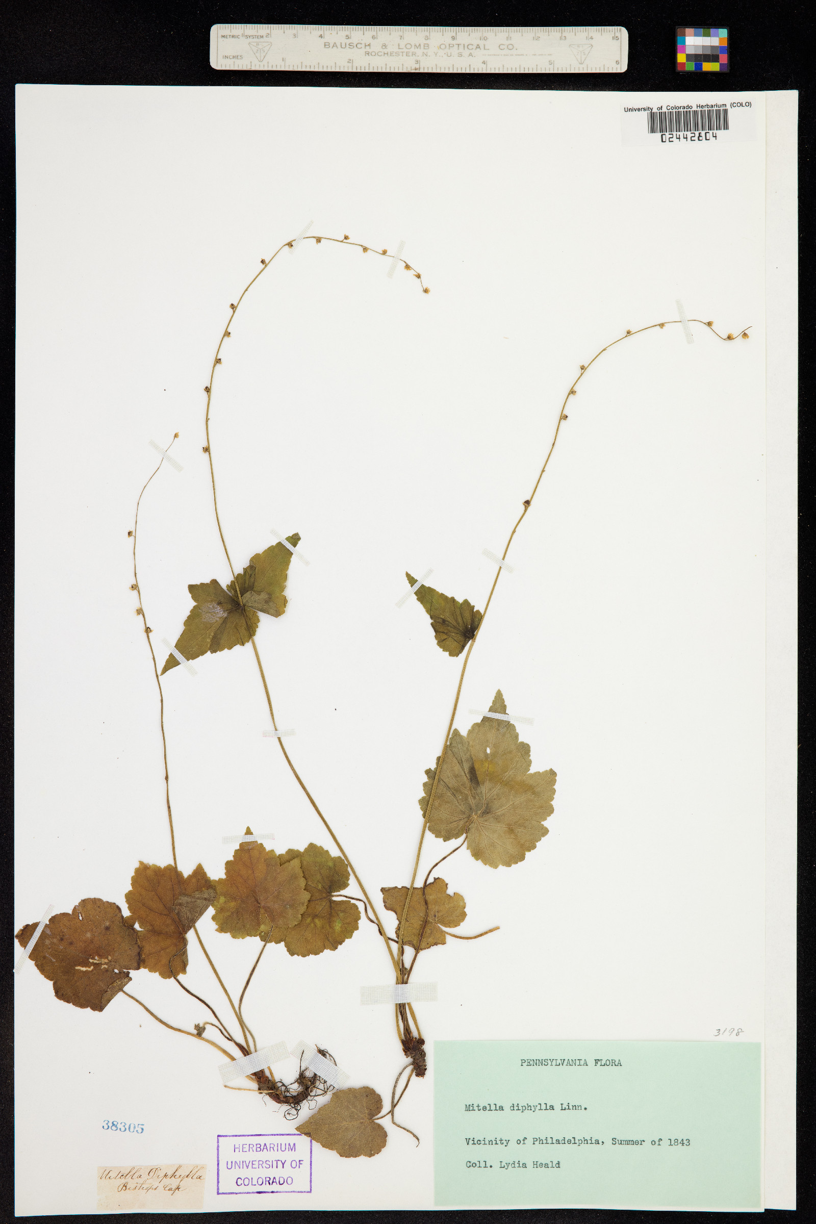 Mitella diphylla image