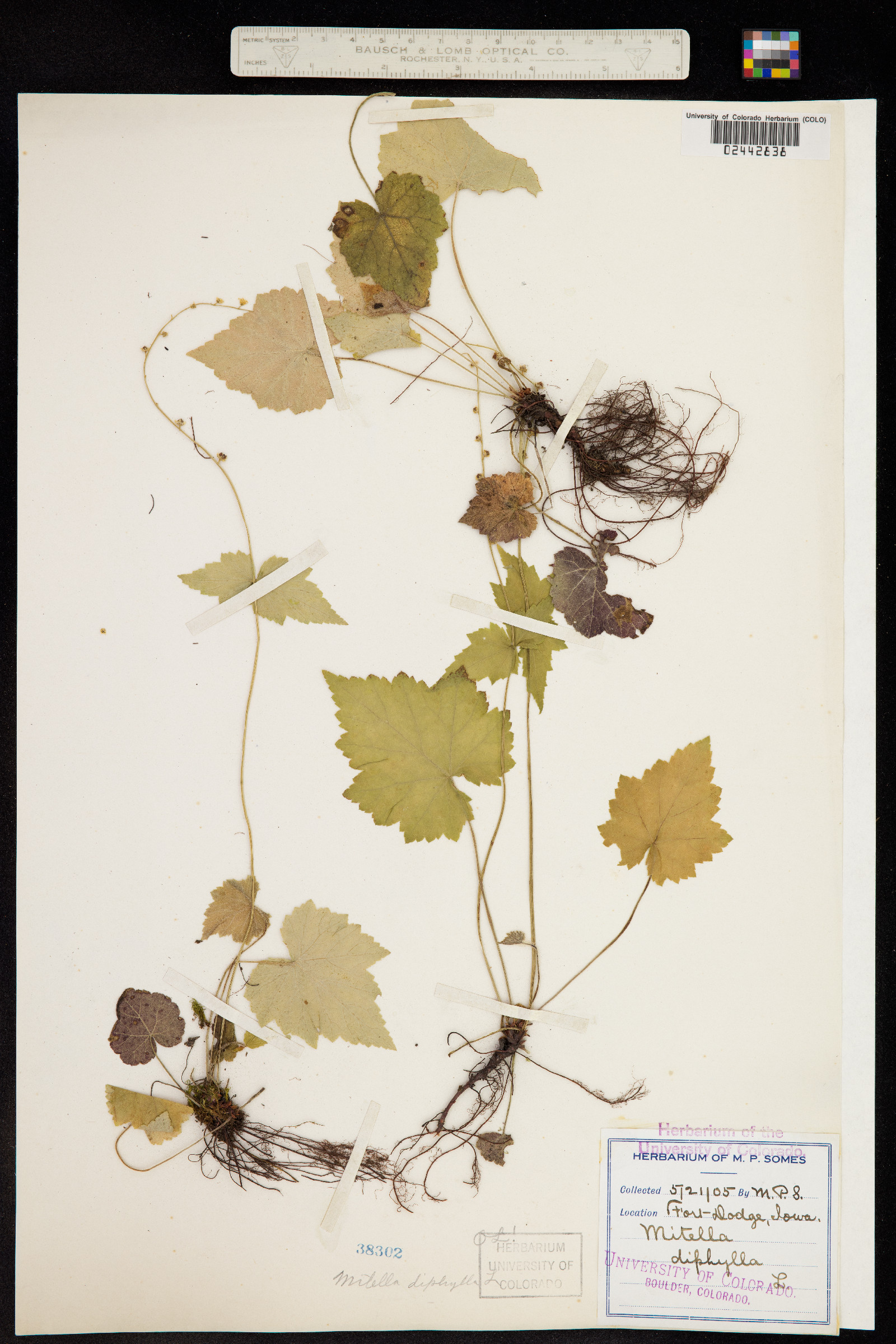 Mitella diphylla image