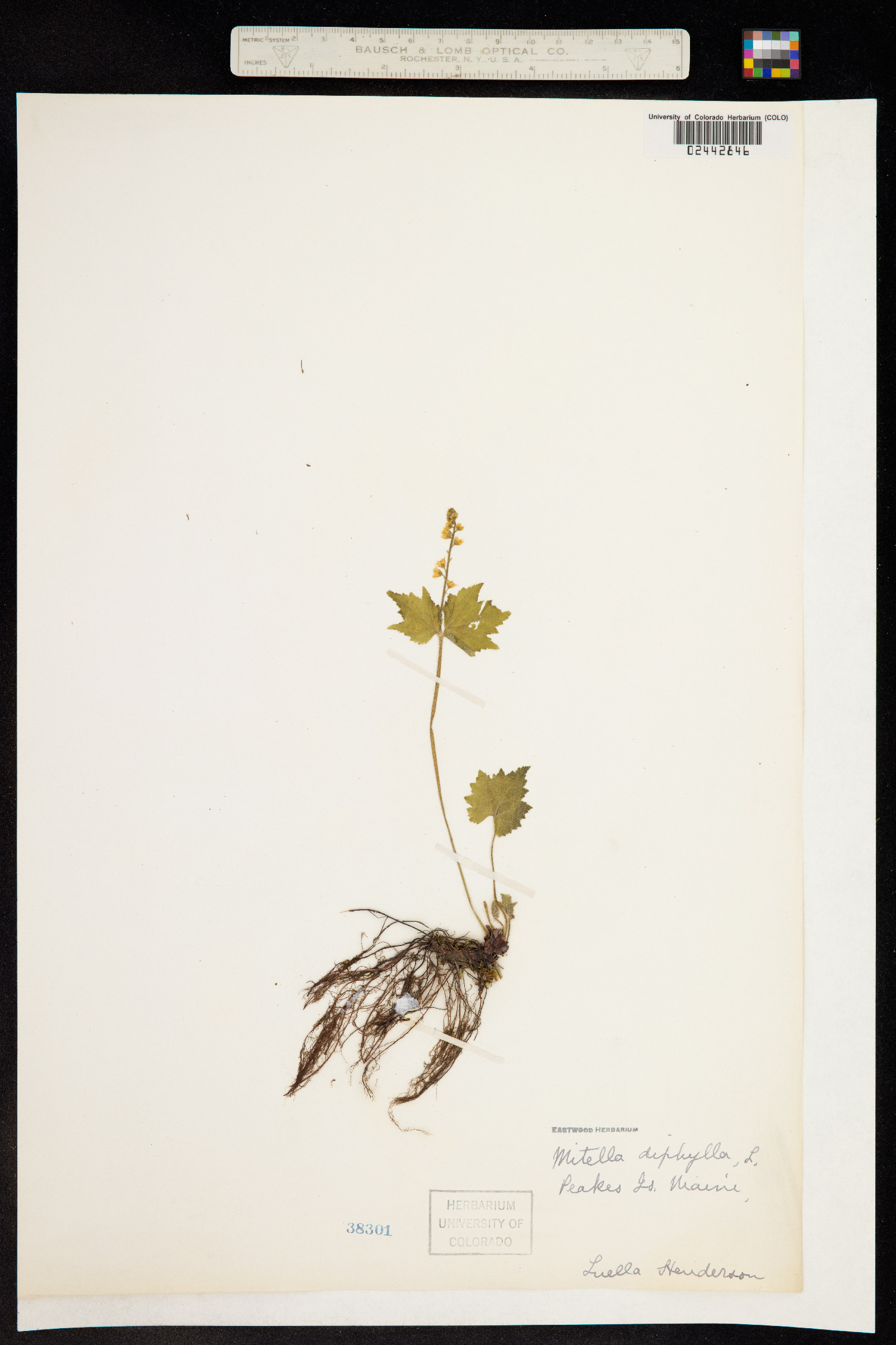 Mitella diphylla image