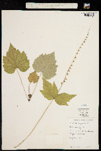 Image of Mitella diphylla