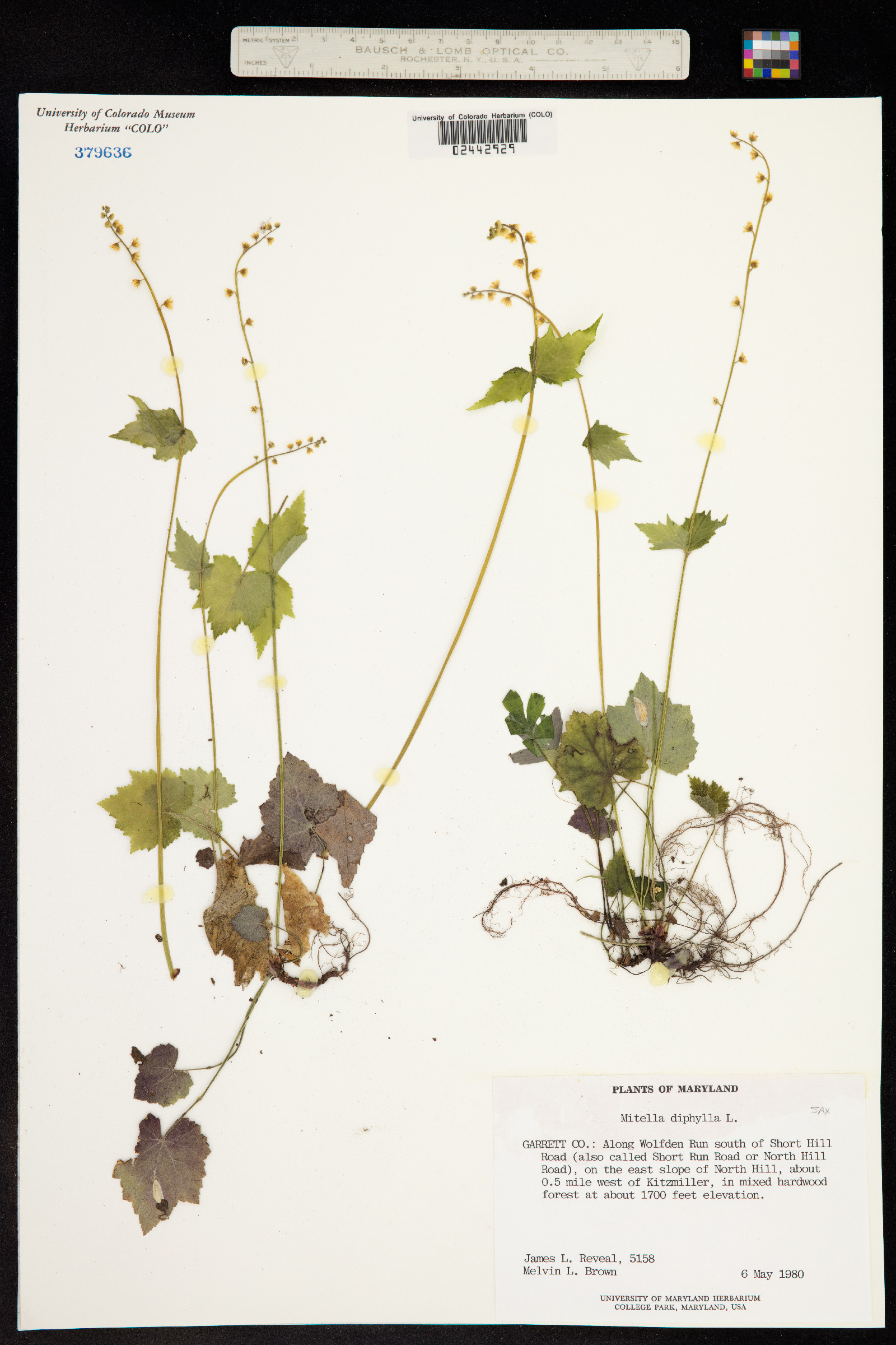 Mitella diphylla image