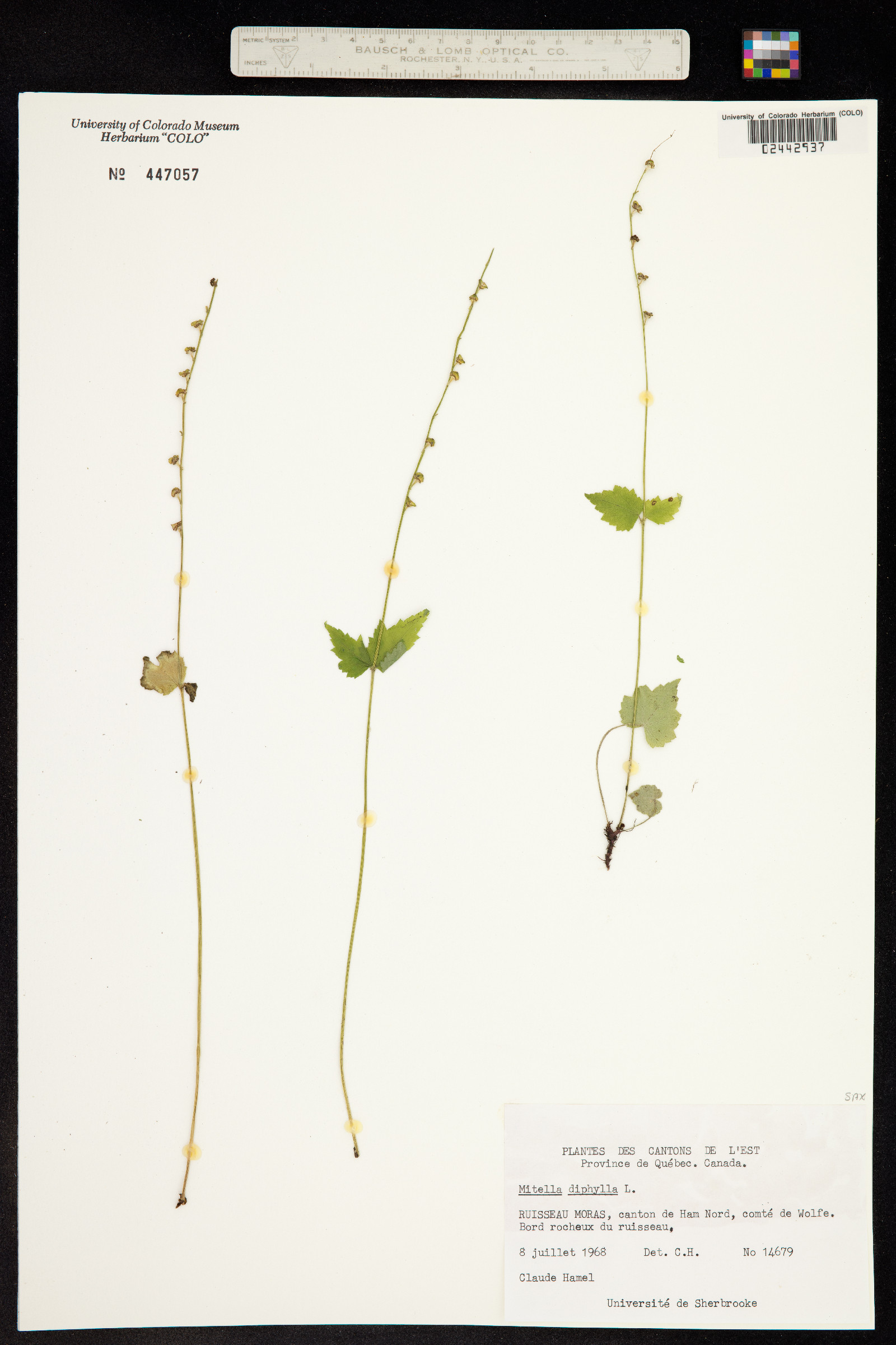 Mitella diphylla image