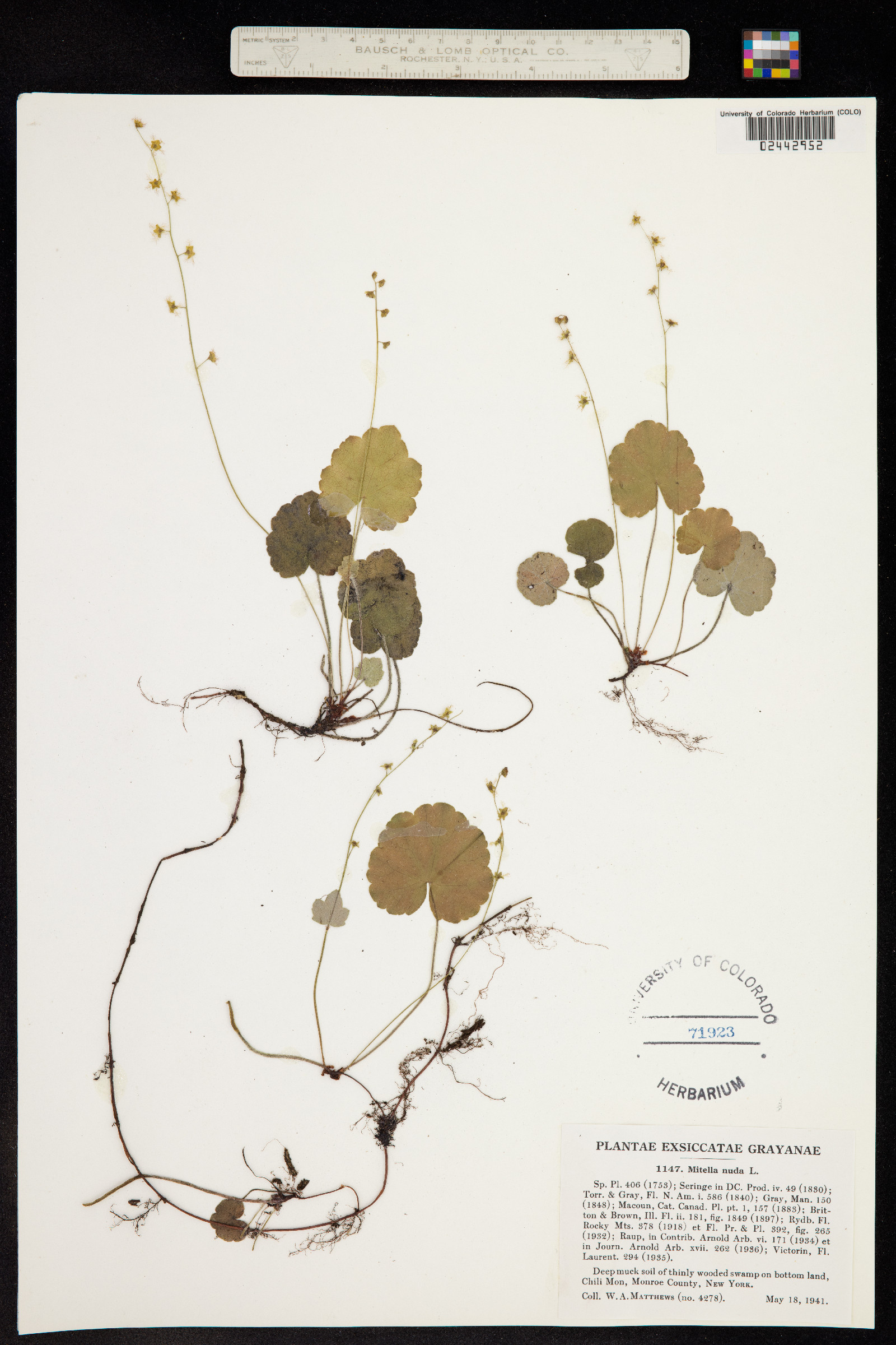 Mitella nuda image