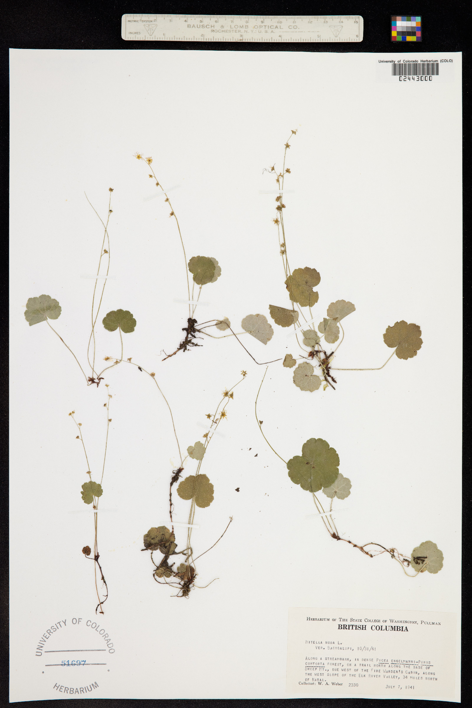 Mitella nuda image