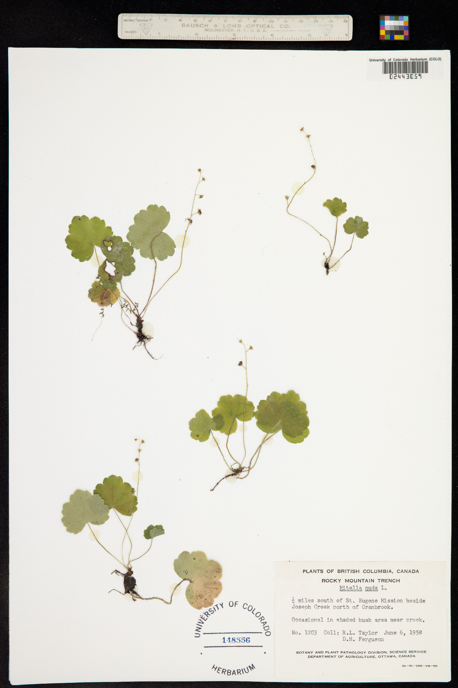 Mitella nuda image