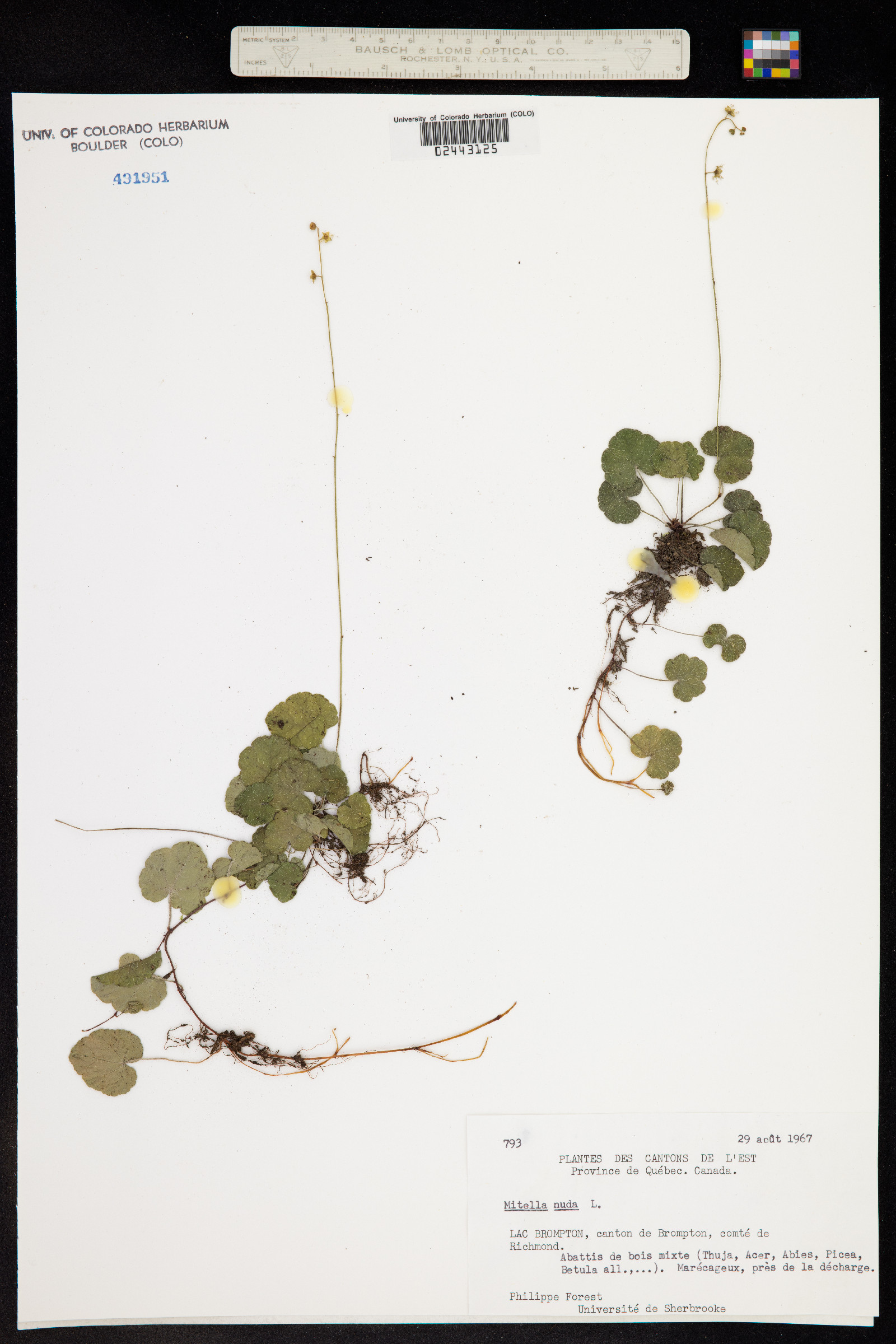 Mitella nuda image