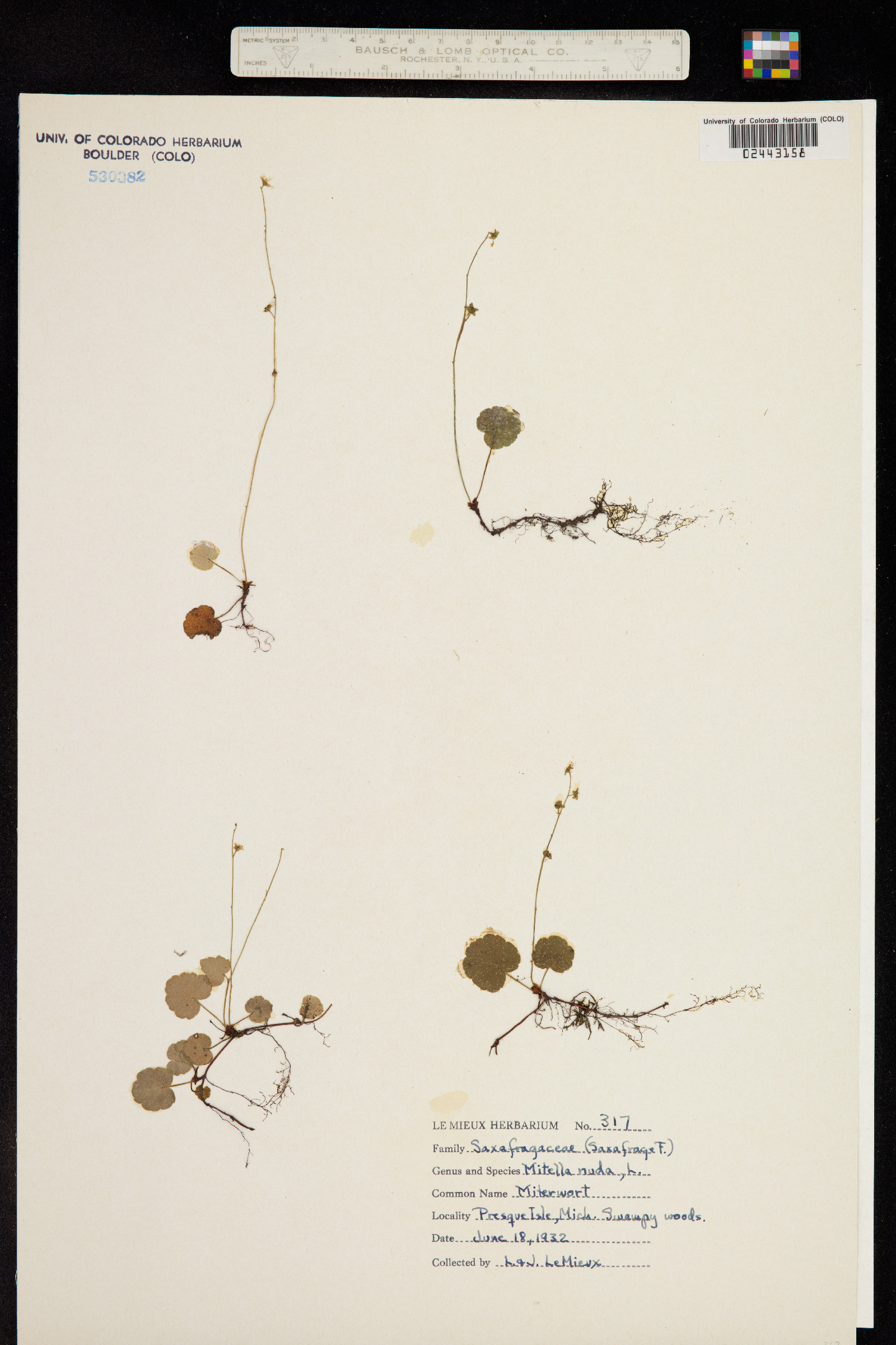 Mitella nuda image