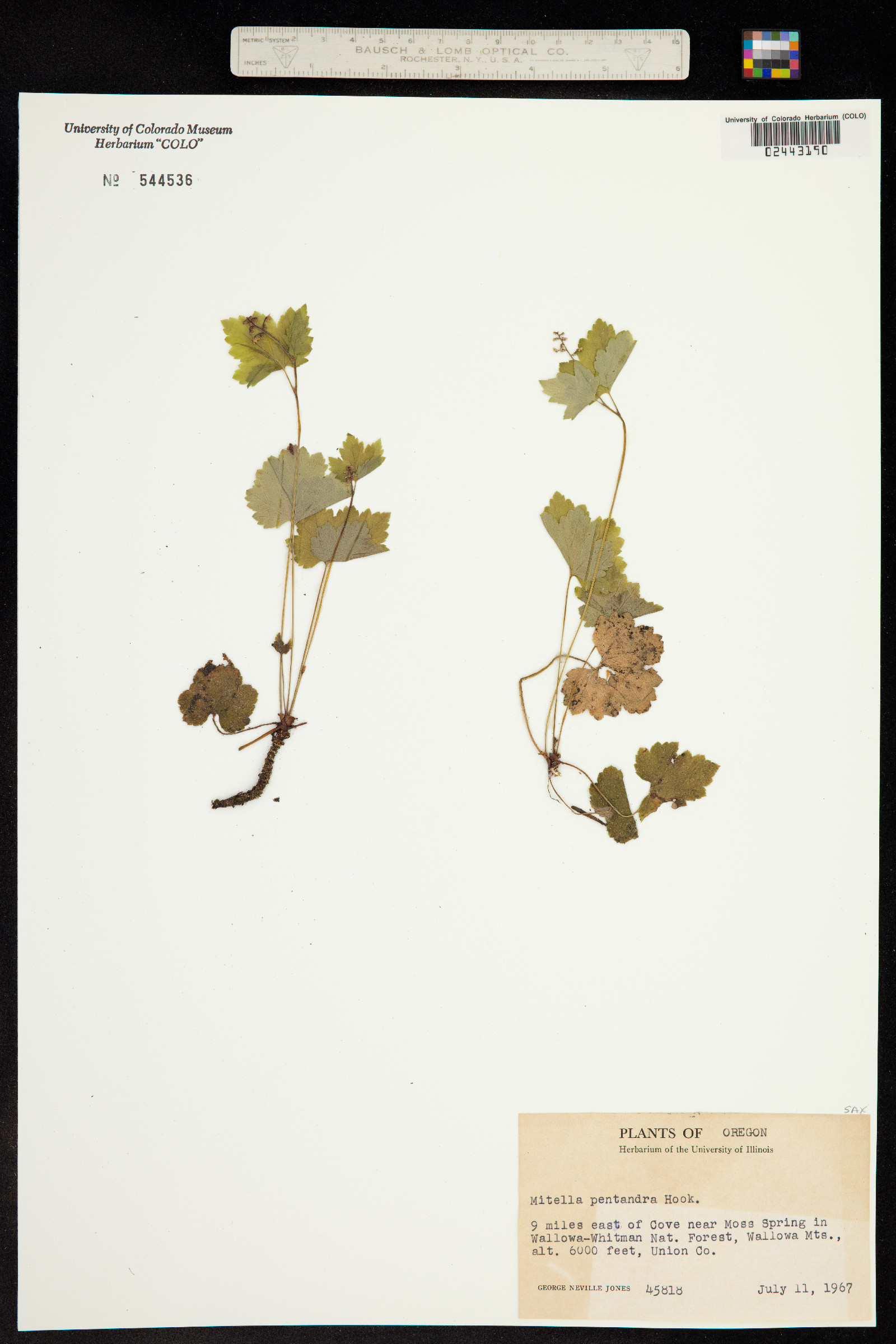 Mitella pentandra image