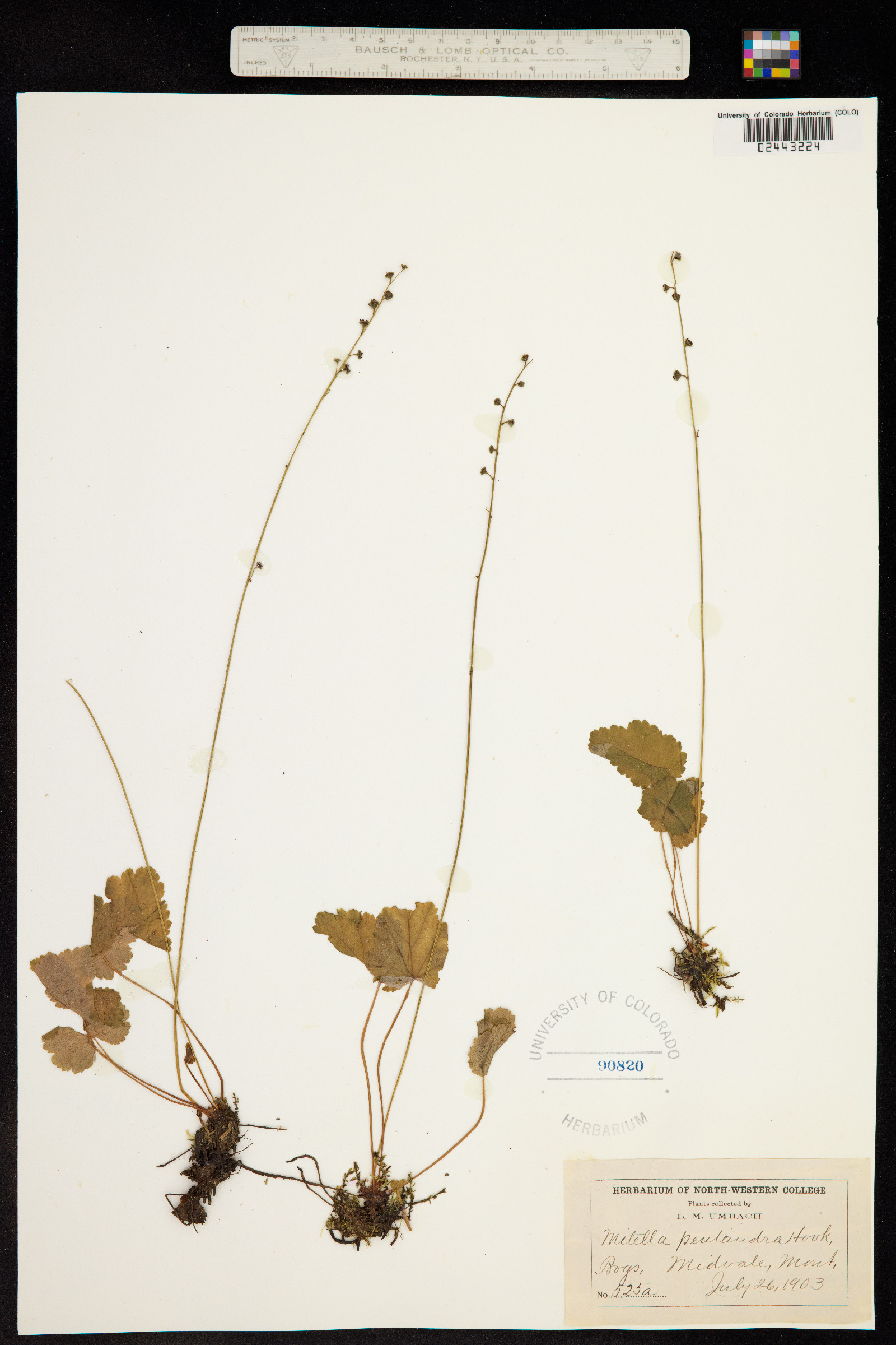 Mitella pentandra image