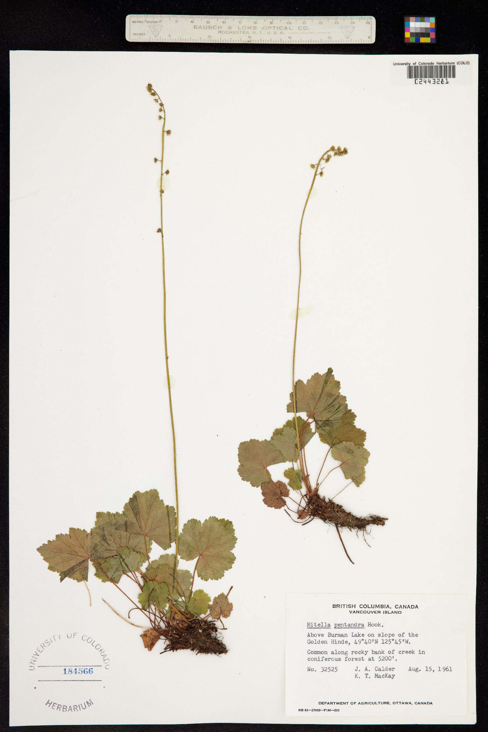 Mitella pentandra image