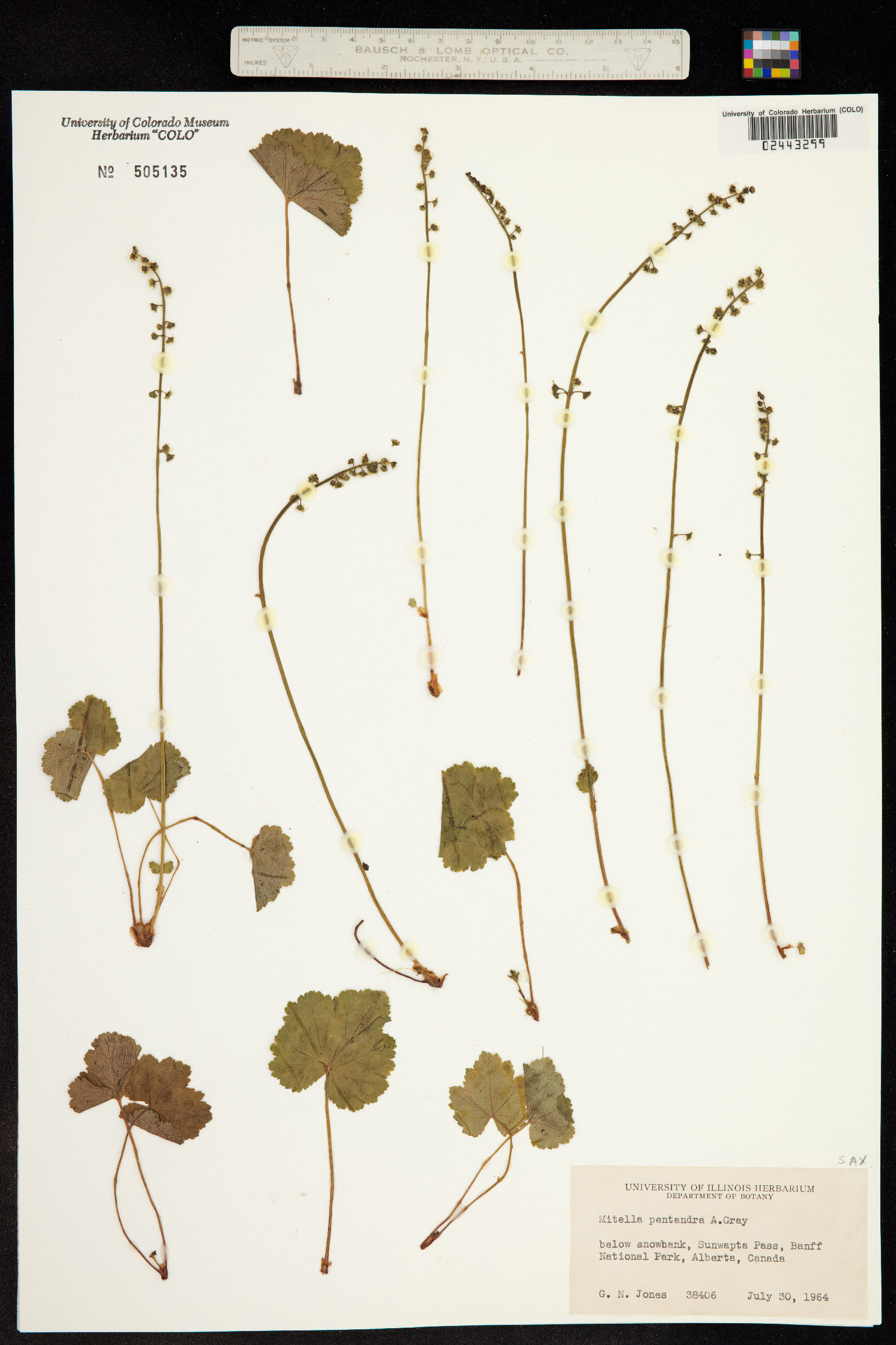 Mitella pentandra image