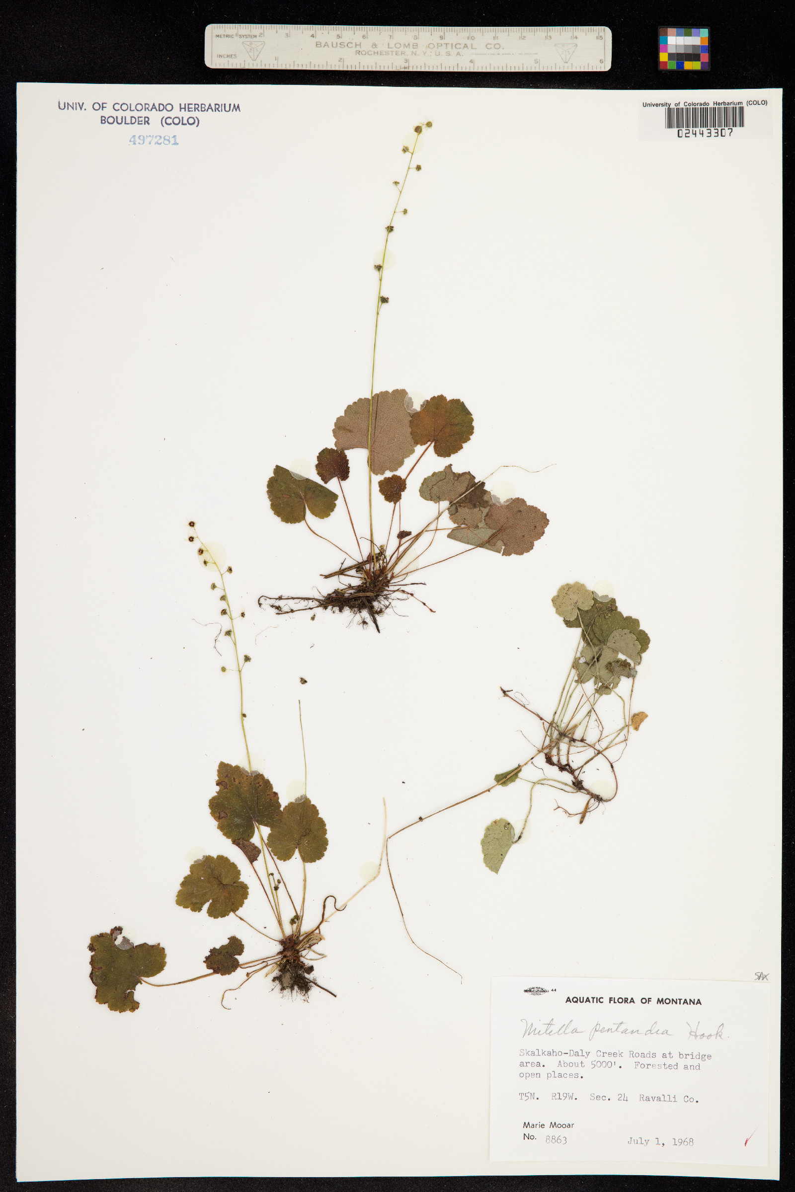 Mitella pentandra image