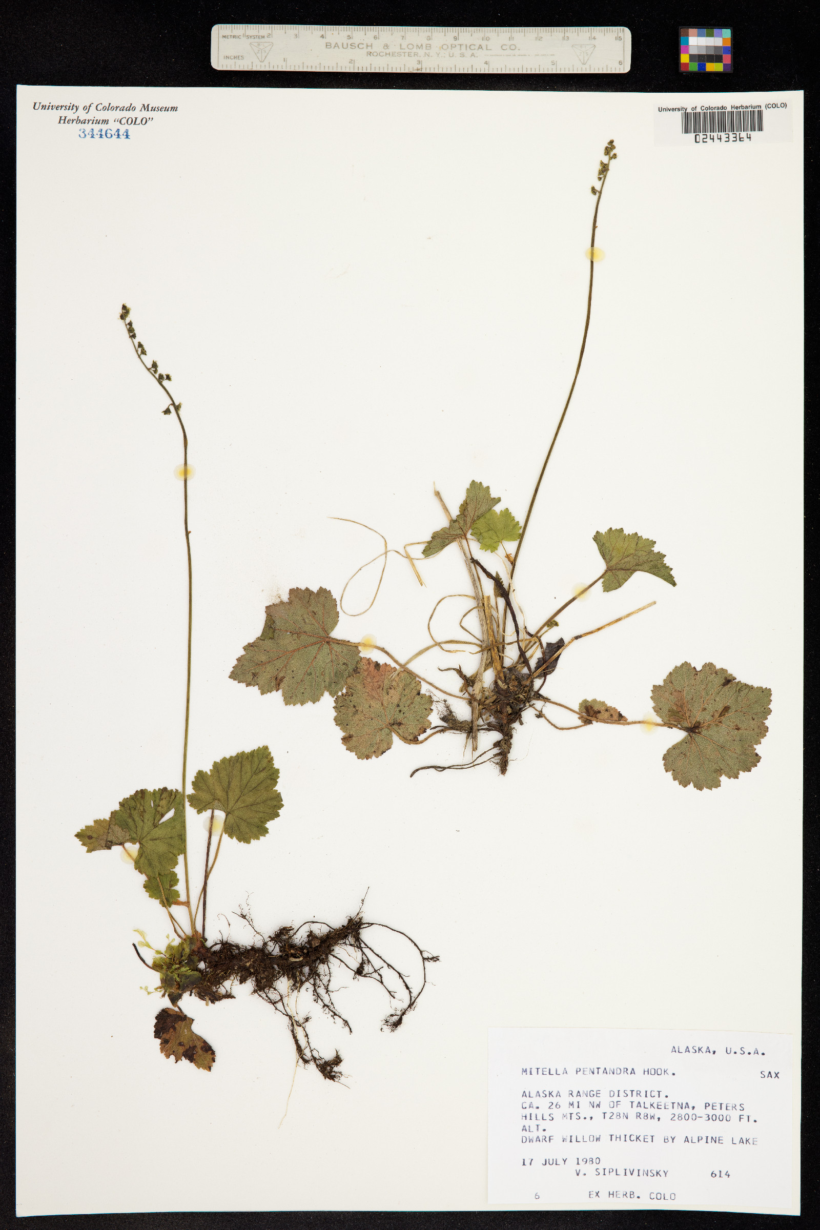 Mitella pentandra image