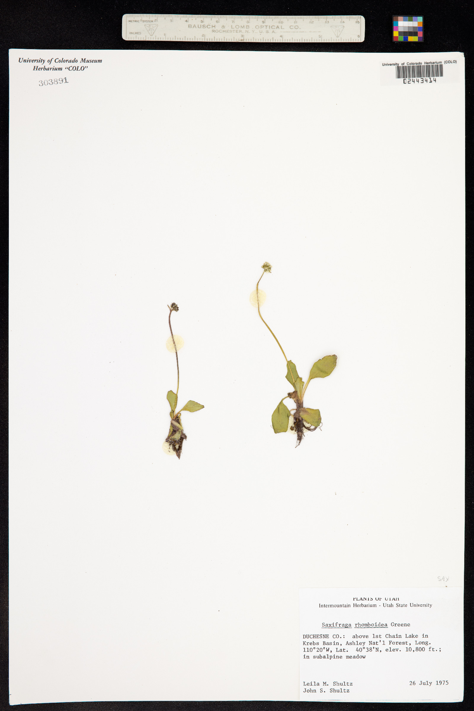 Micranthes rhomboidea image