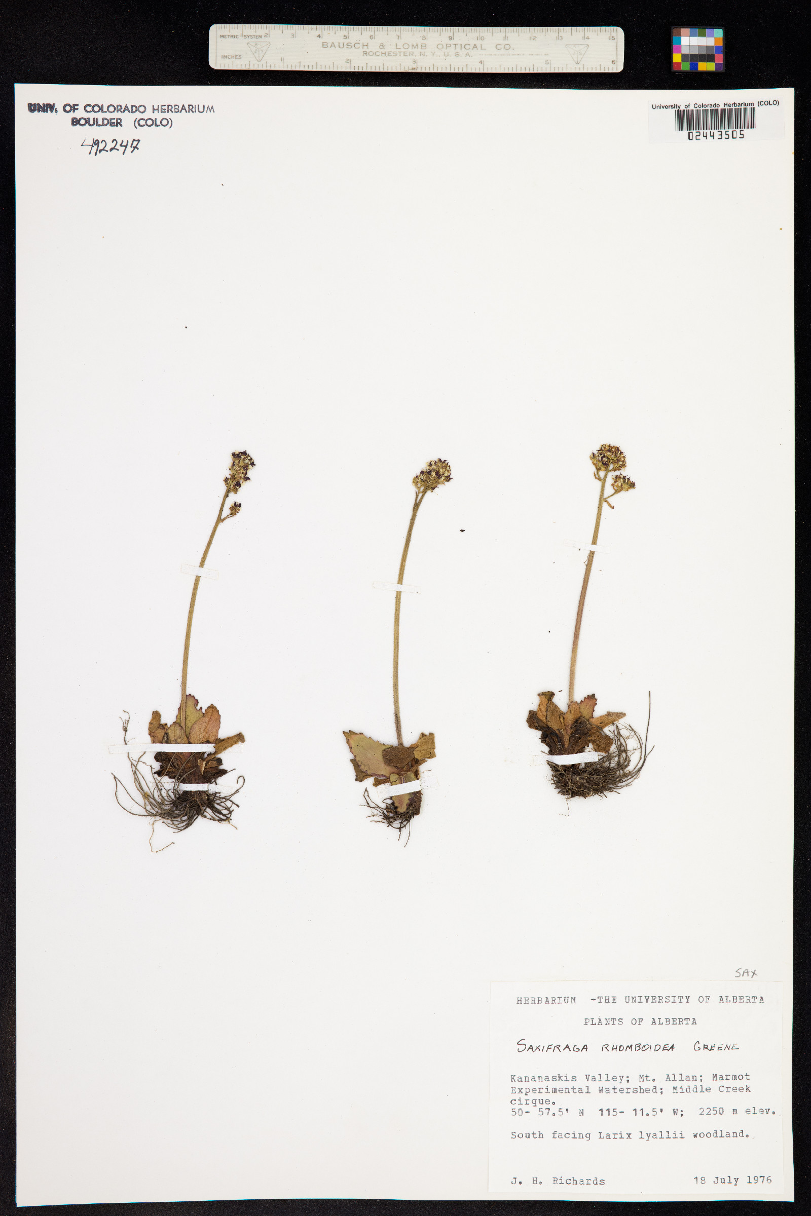 Micranthes rhomboidea image