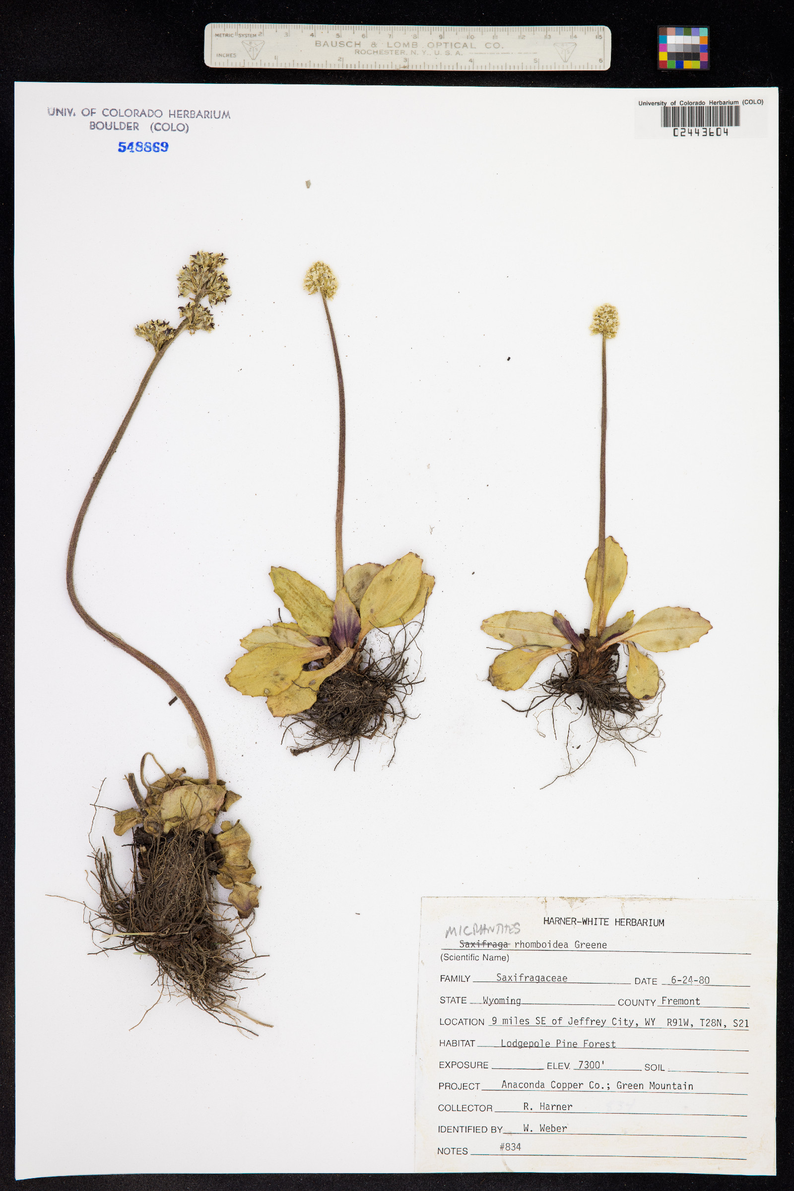 Micranthes rhomboidea image