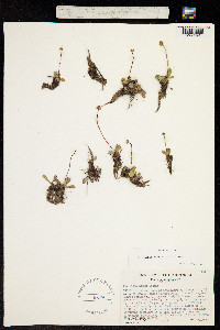 Image of Micranthes aprica