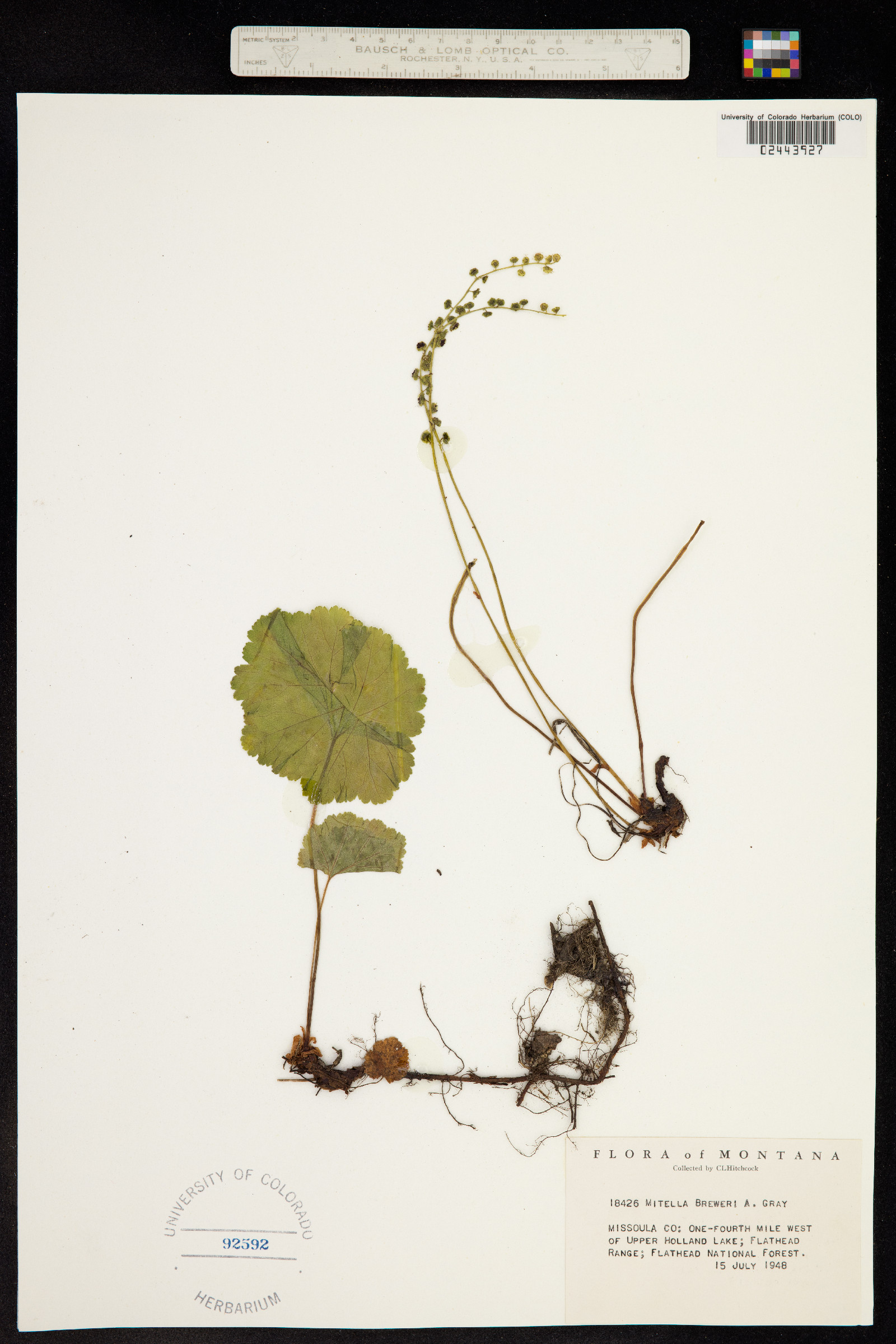 Mitella breweri image