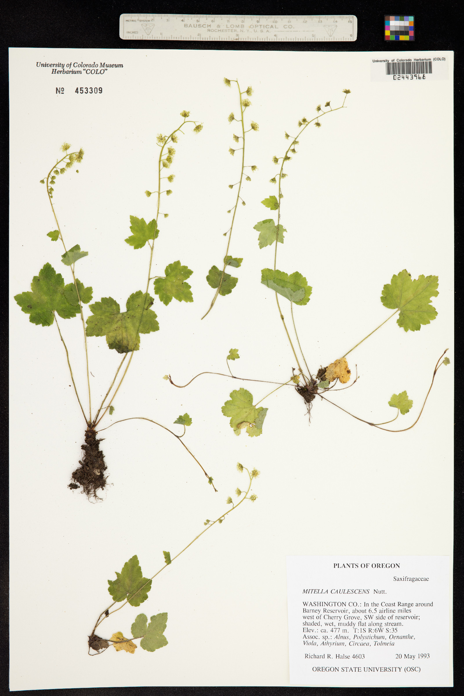 Mitella breweri image