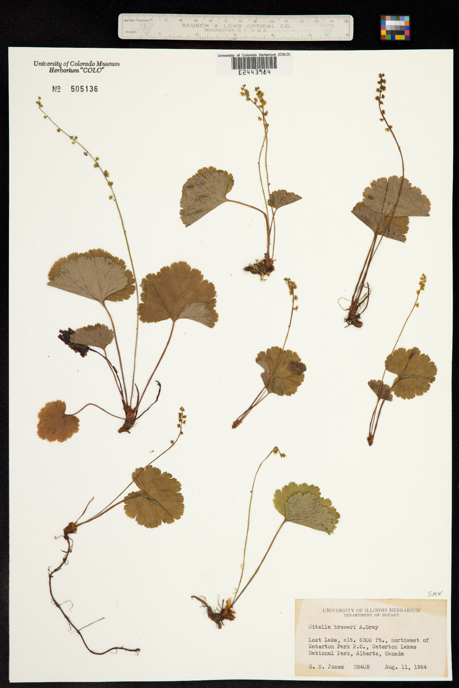 Mitella breweri image