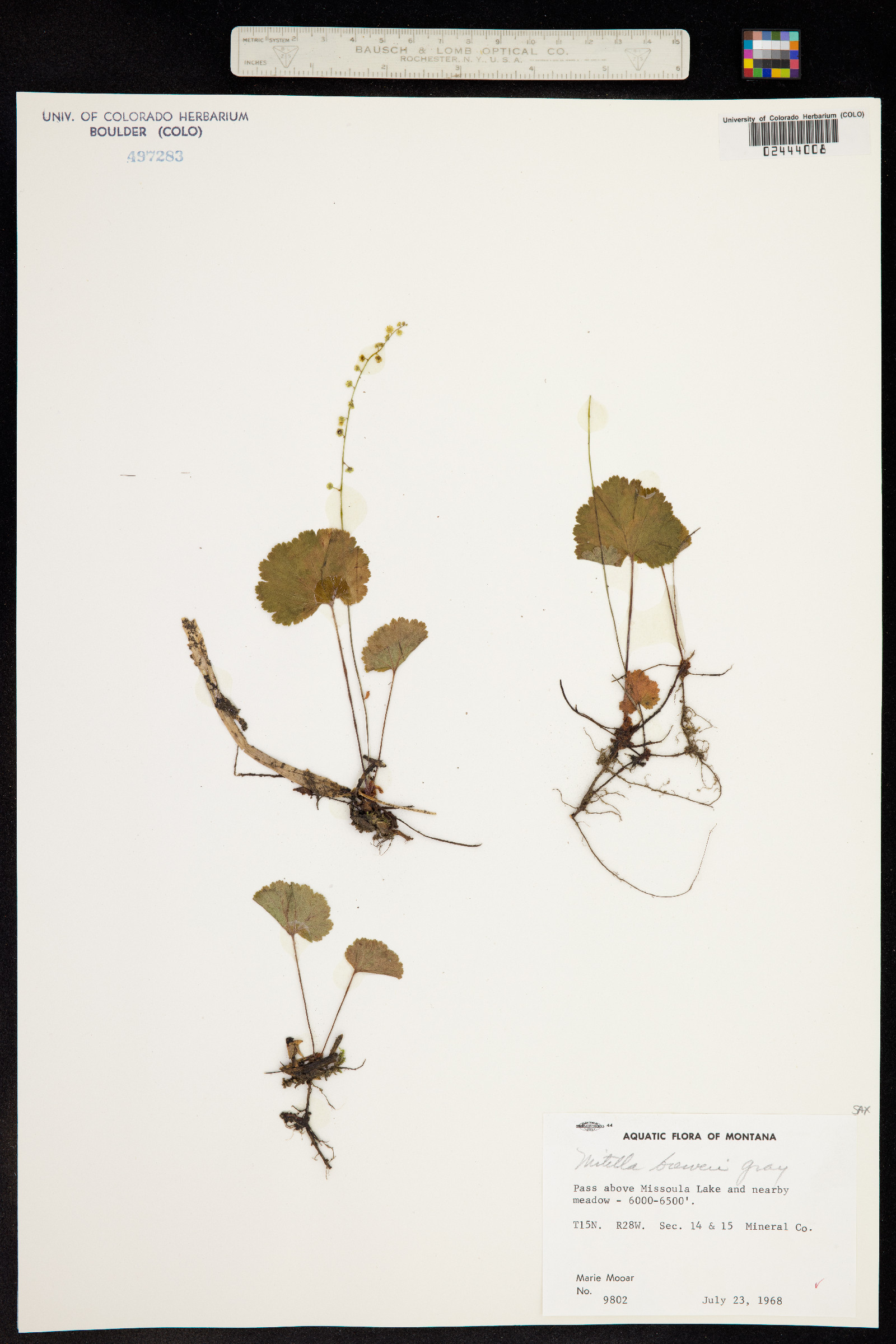 Mitella breweri image