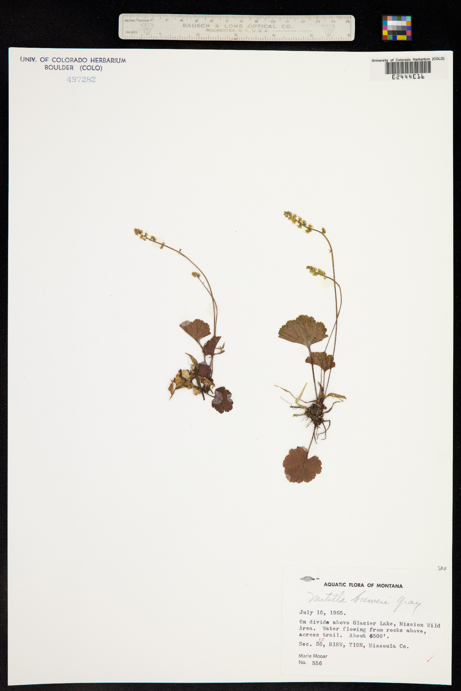 Mitella breweri image