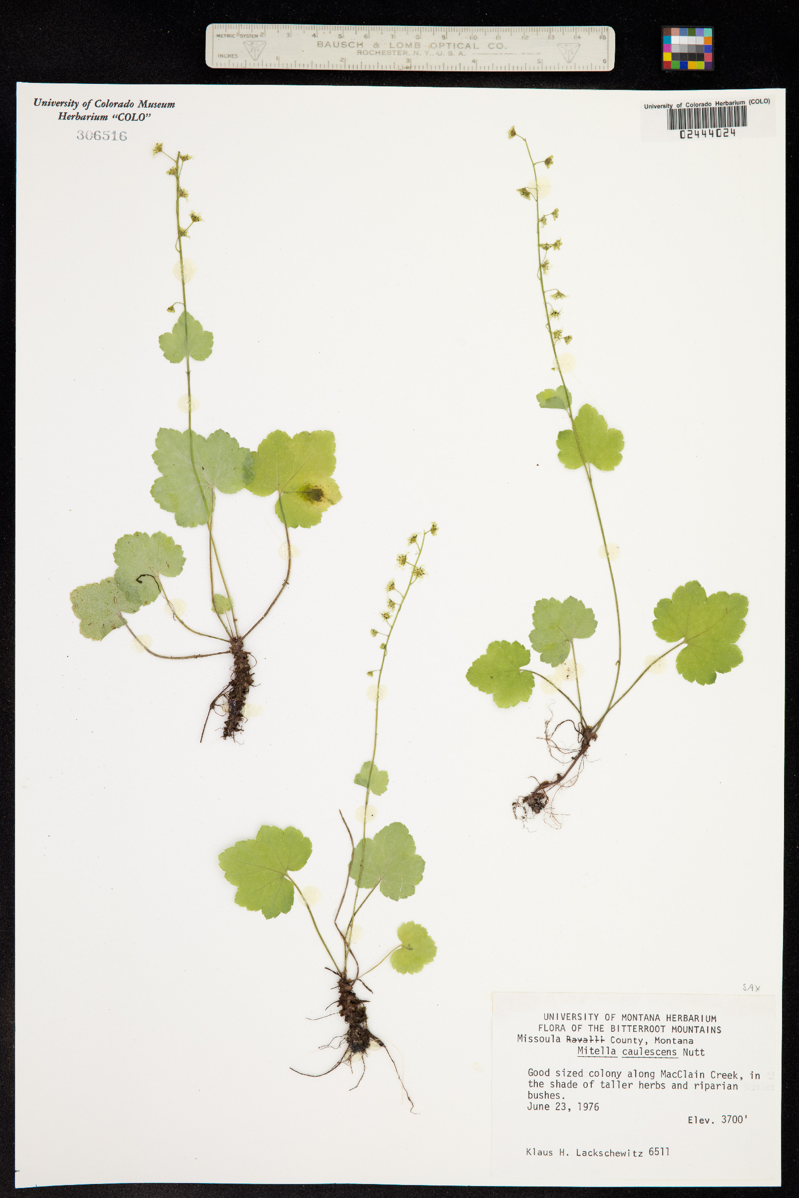 Mitella caulescens image